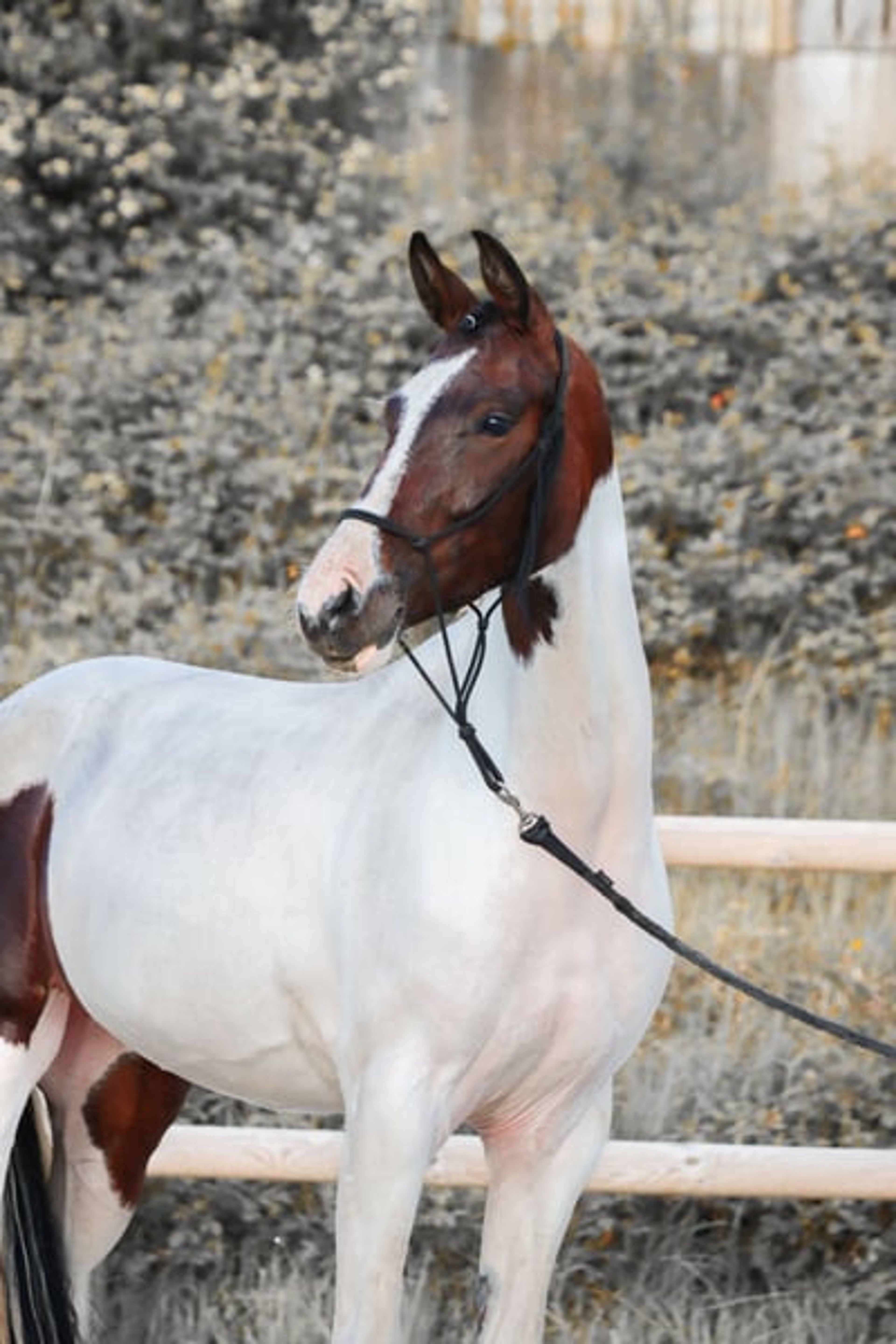 Mare by For Ferrero x Tolegro