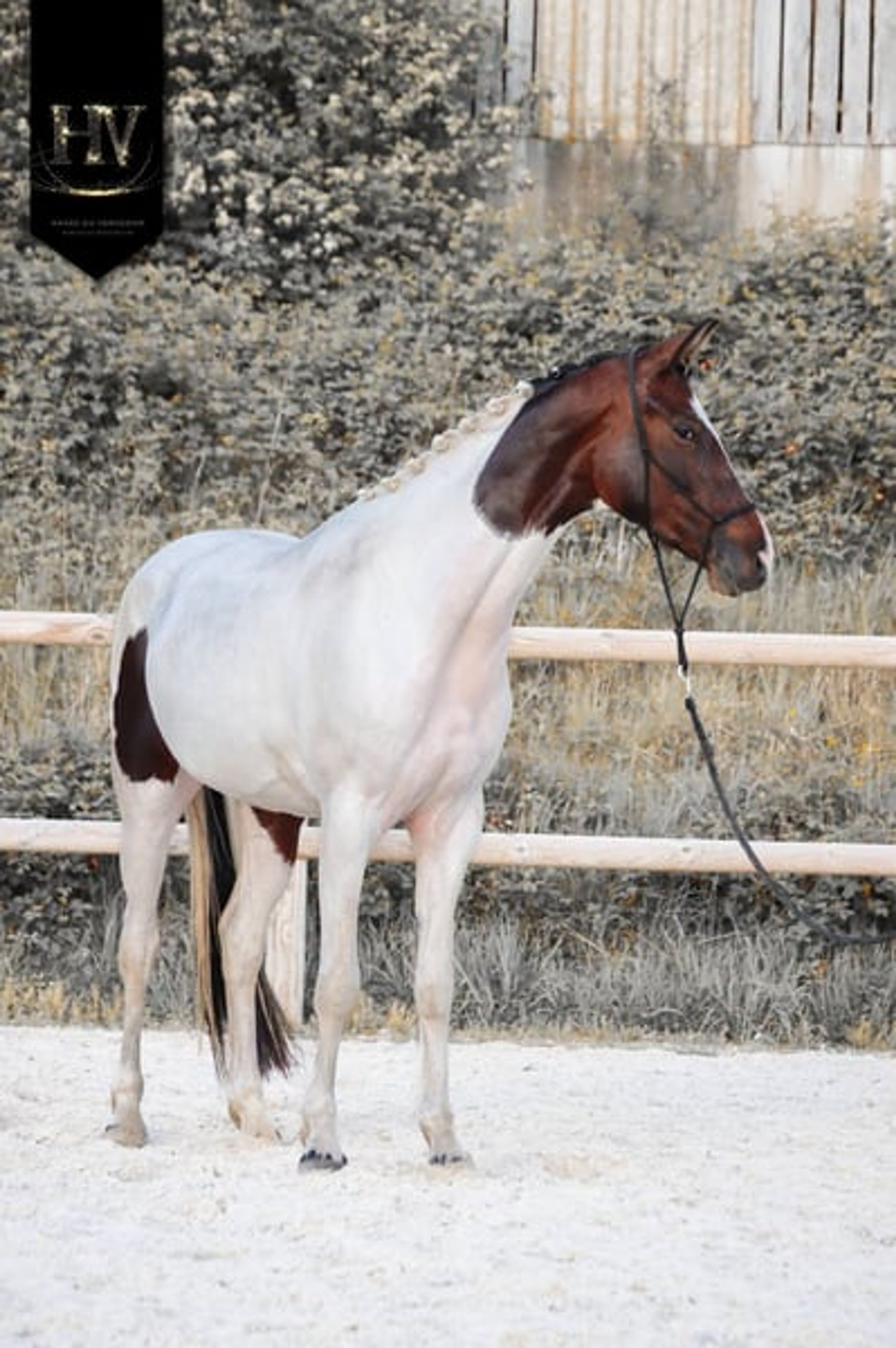 Mare by For Ferrero x Tolegro - Image 2