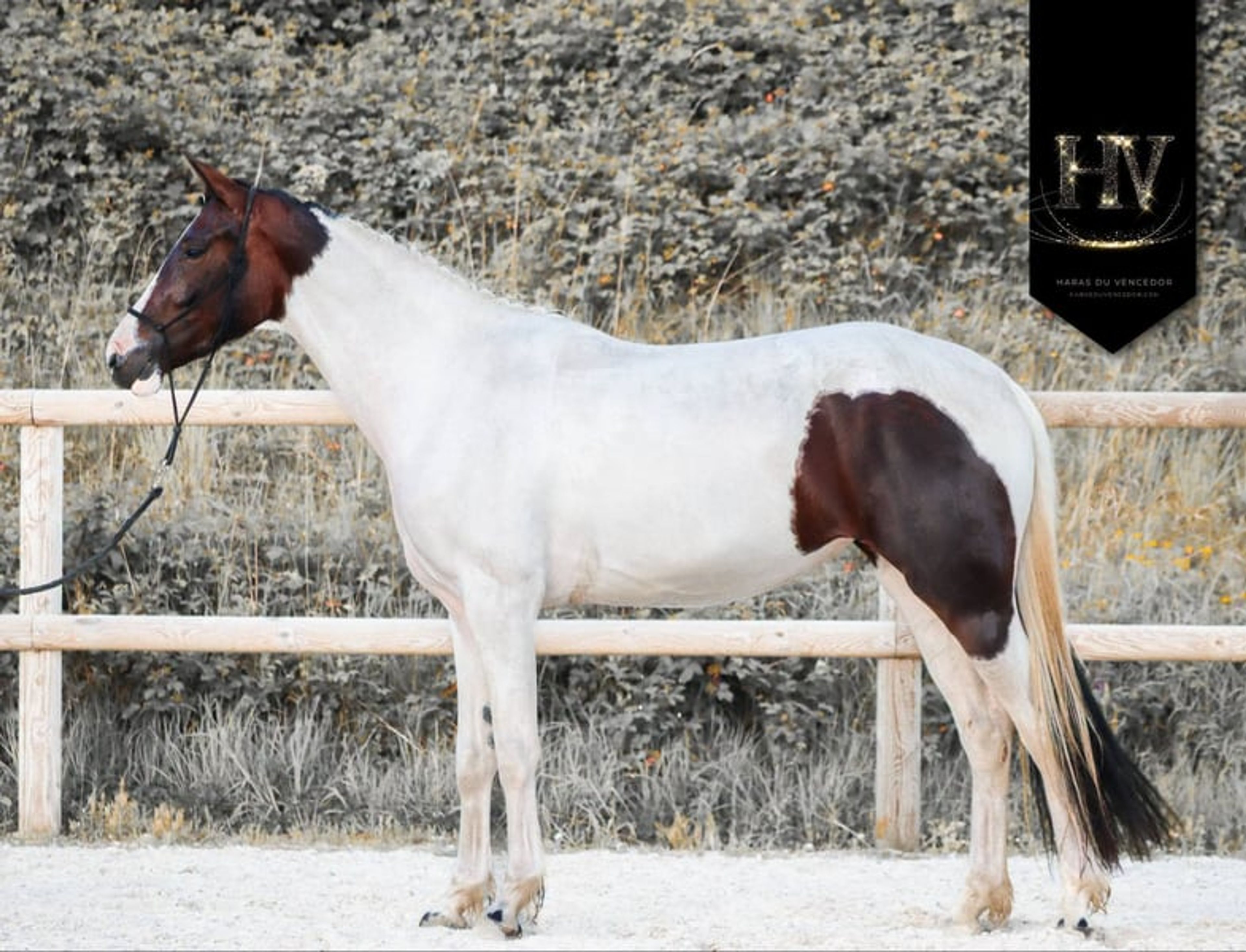Mare by For Ferrero x Tolegro - Image 3