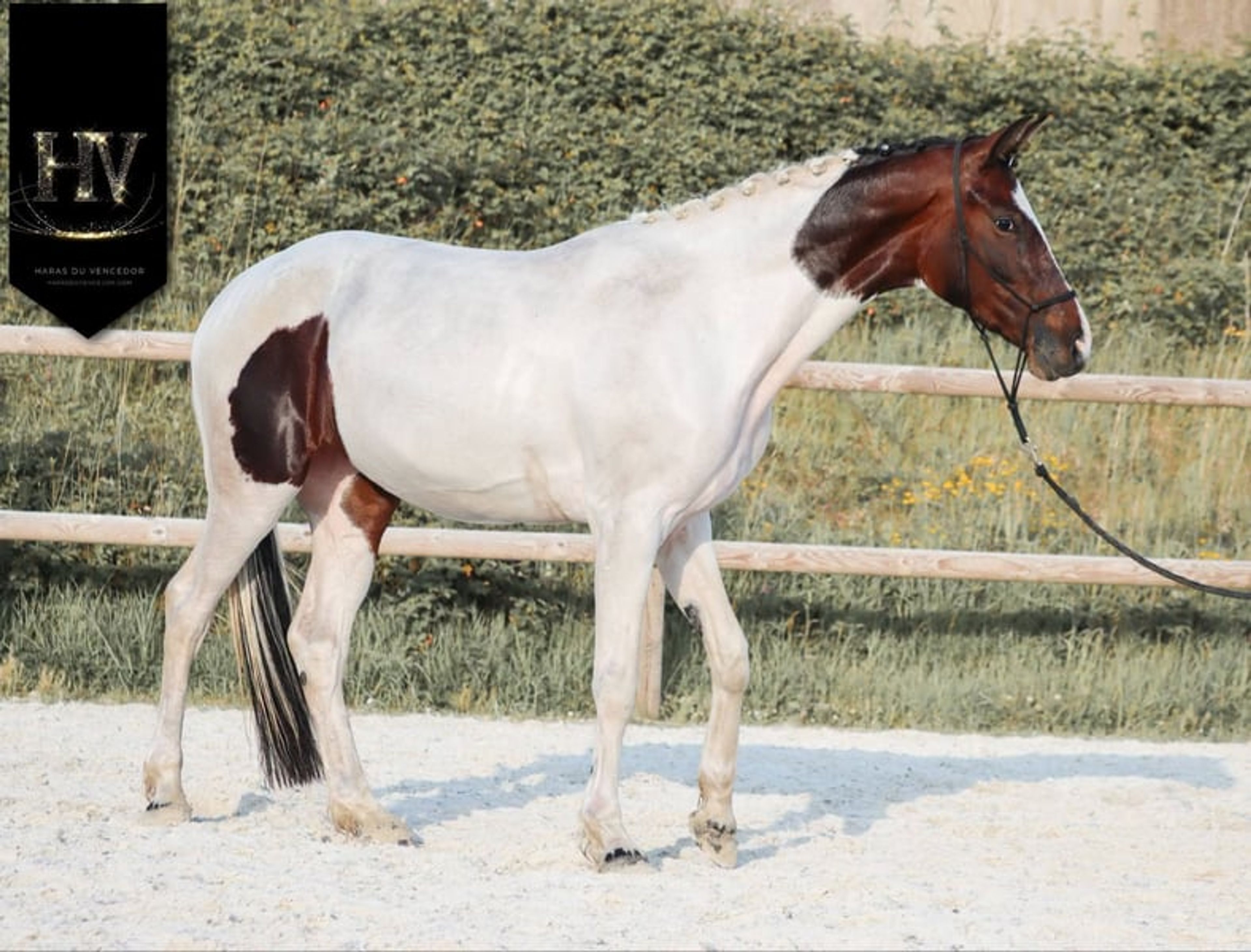 Mare by For Ferrero x Tolegro - Image 4