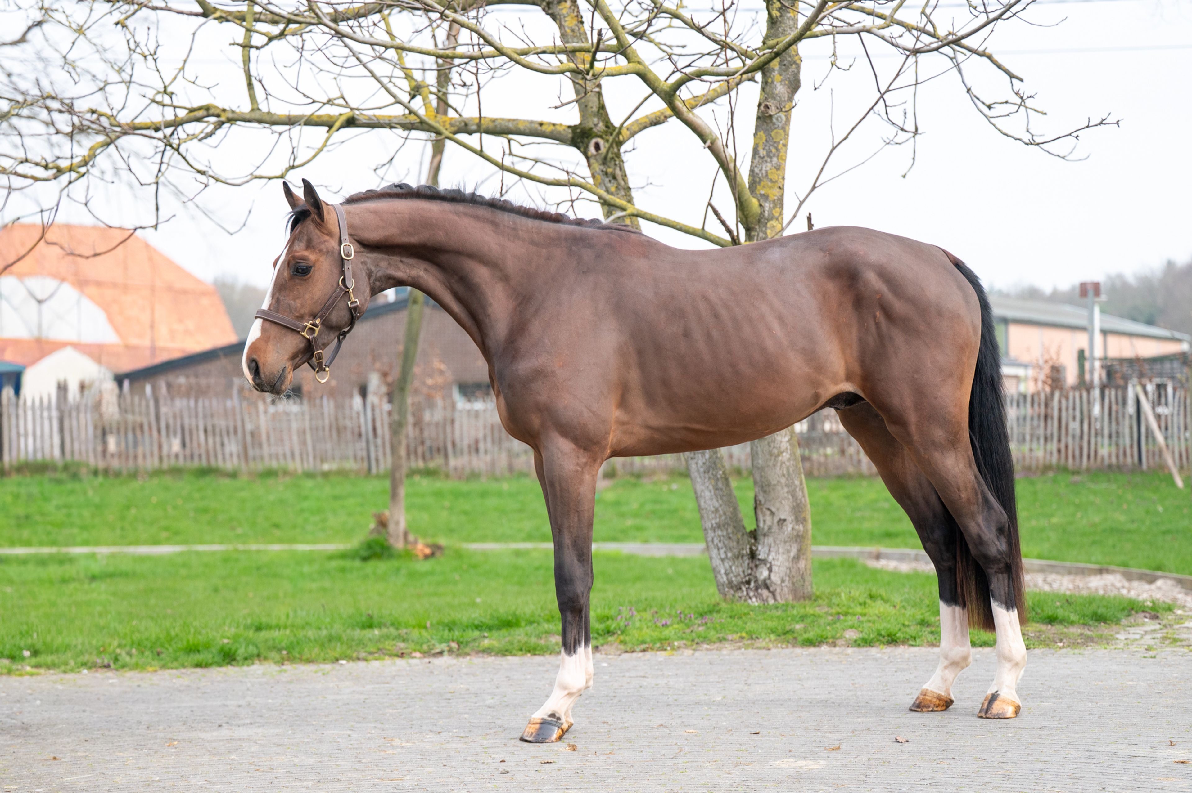 Arthur vd Smeets (ERMITAGE KALONE x IRON MAN VD PADENBORRE) - Image 3