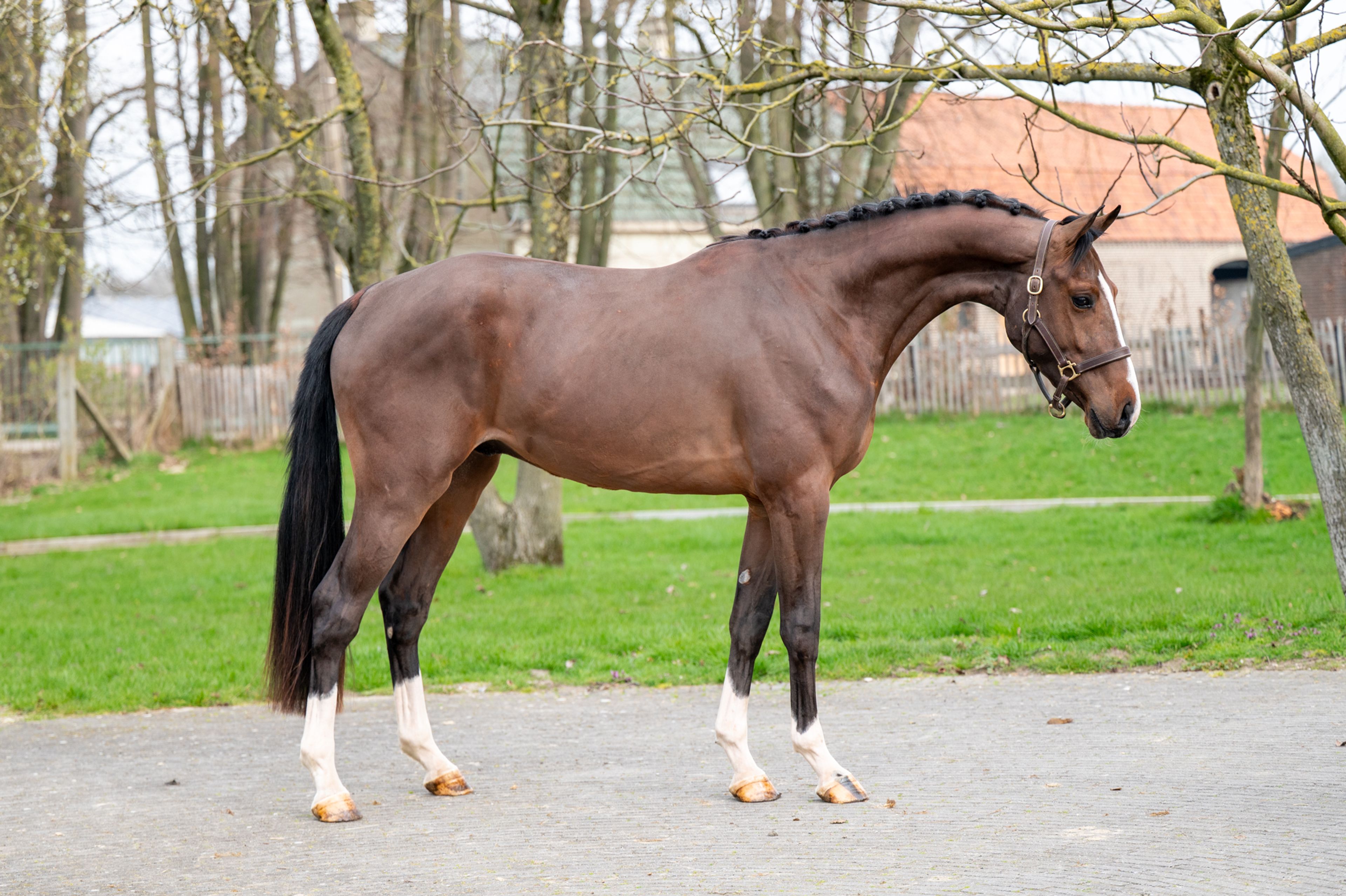 Arthur vd Smeets (ERMITAGE KALONE x IRON MAN VD PADENBORRE) - Image 4