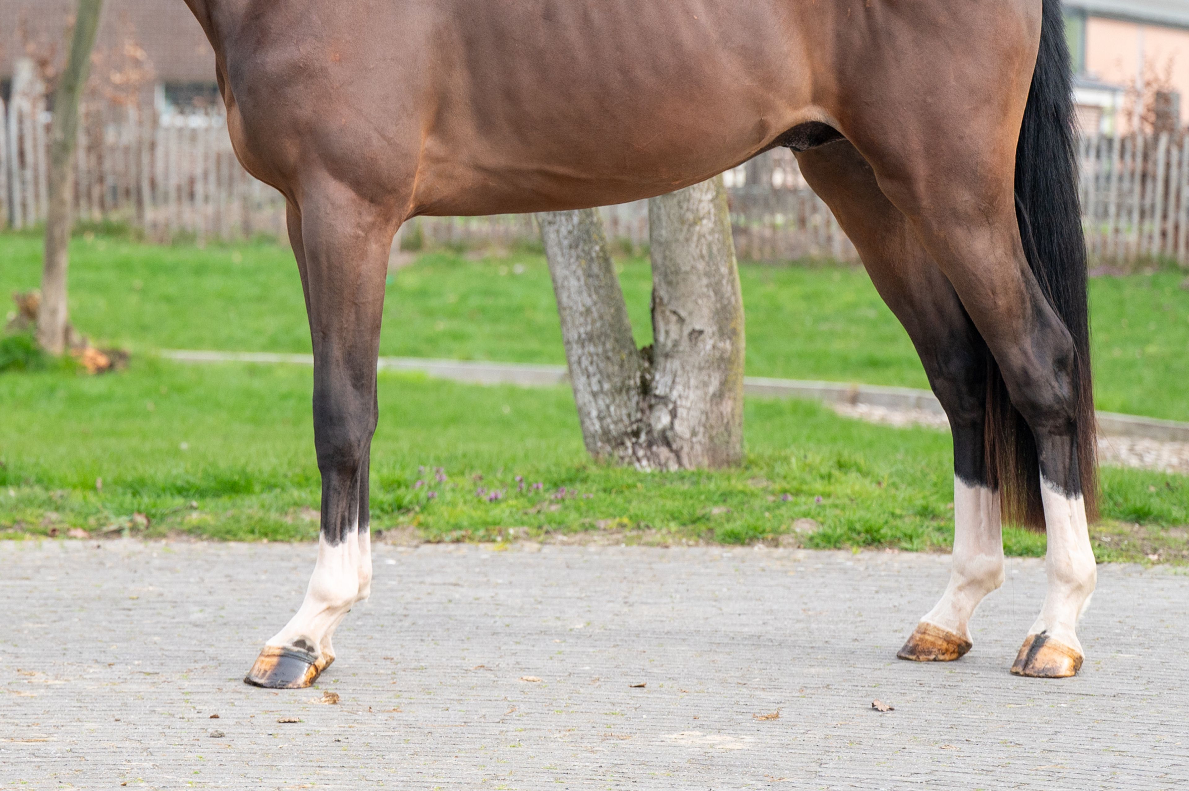 Arthur vd Smeets (ERMITAGE KALONE x IRON MAN VD PADENBORRE) - Image 7