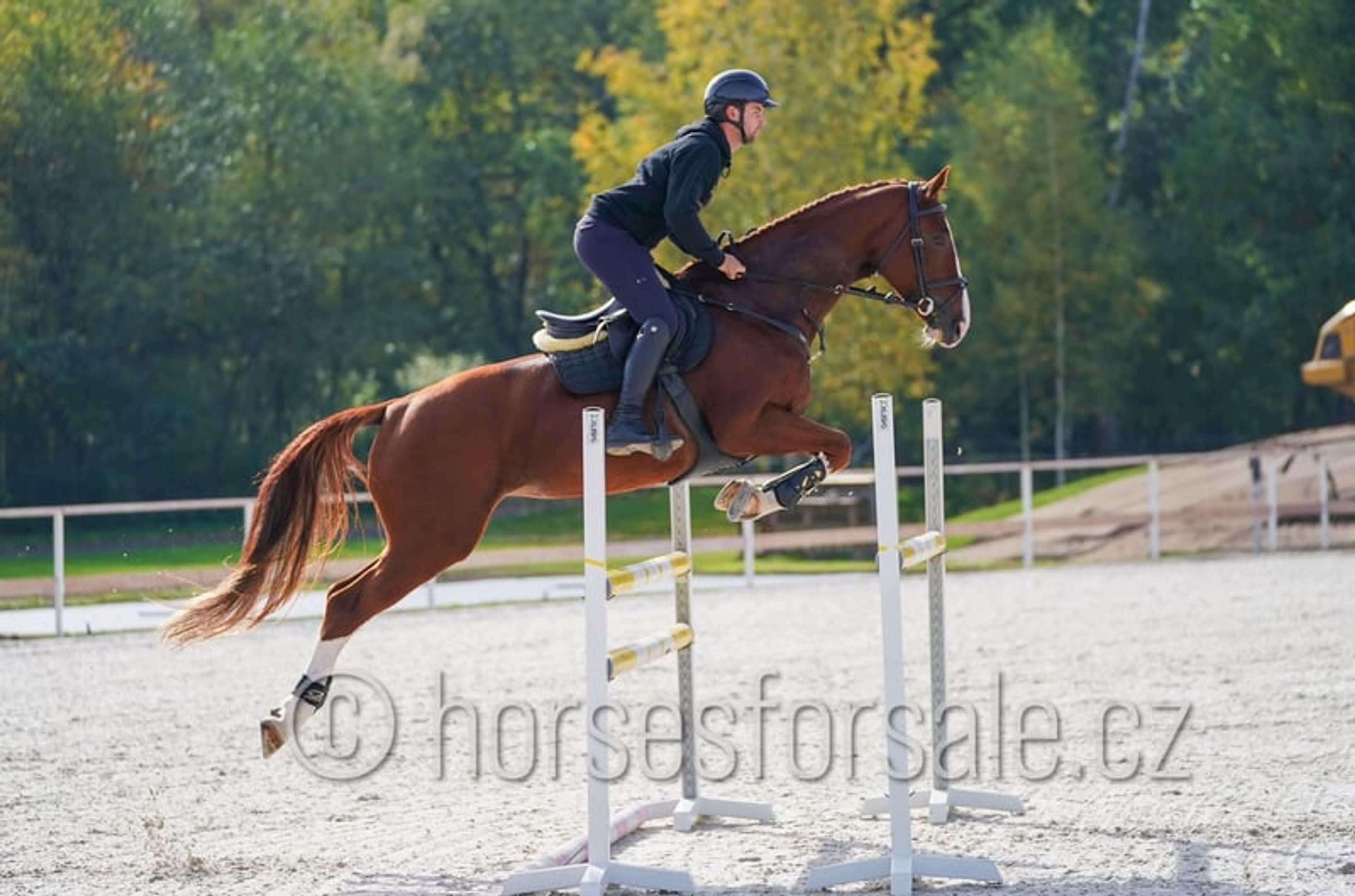 Pretty mare with experience up to 1.30 m.