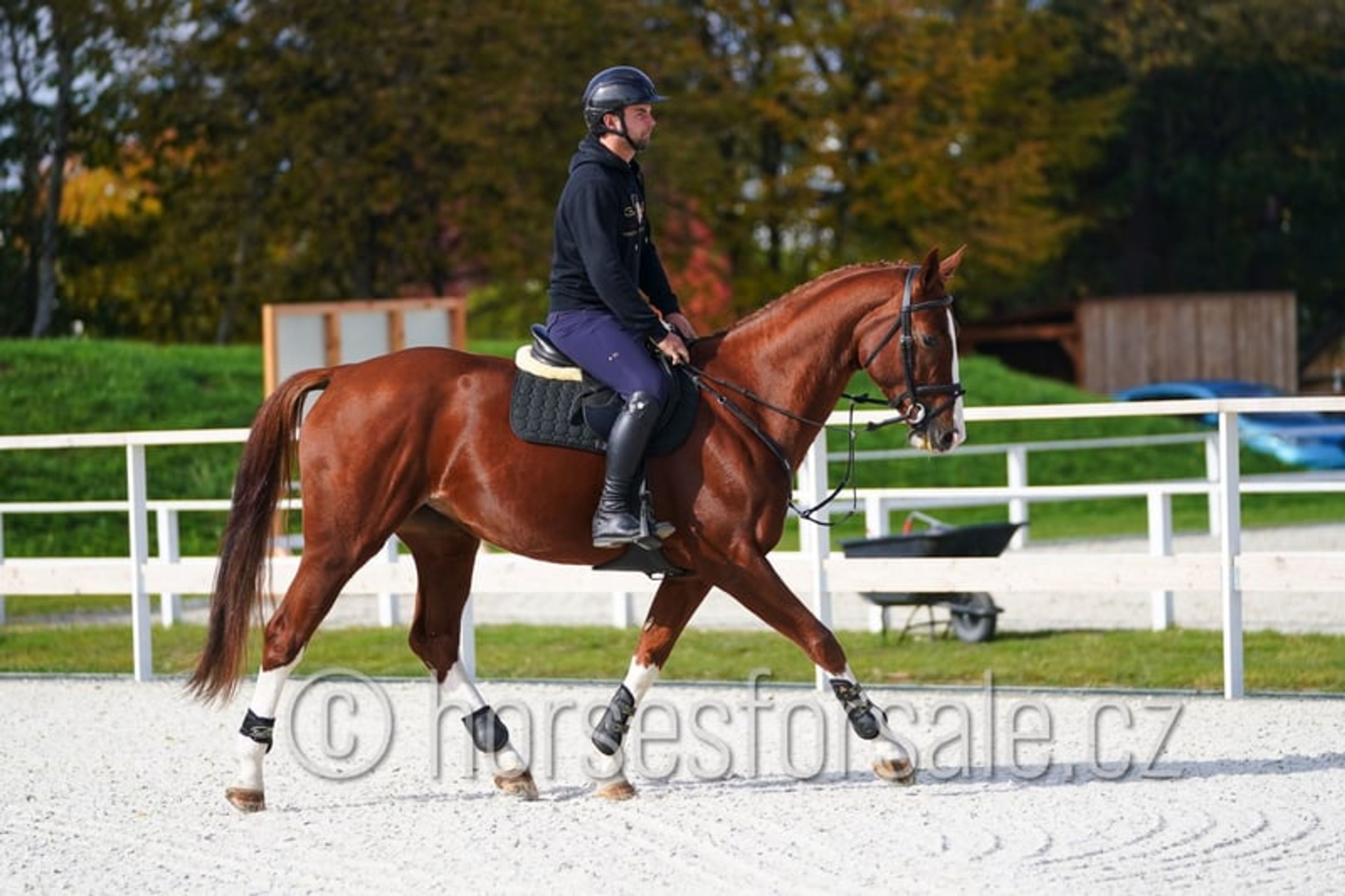 Pretty mare with experience up to 1.30 m. - Image 2