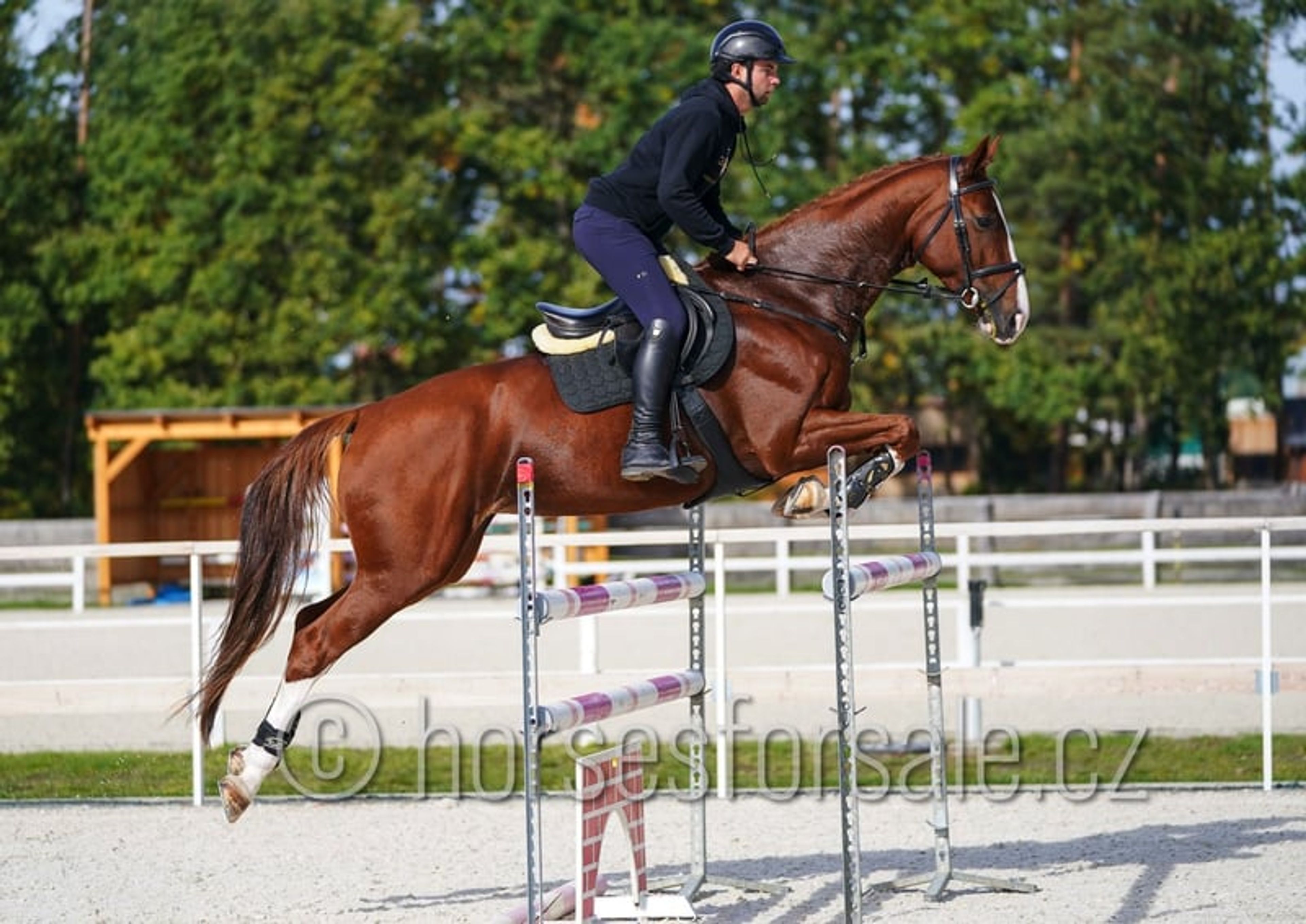 Pretty mare with experience up to 1.30 m. - Image 3