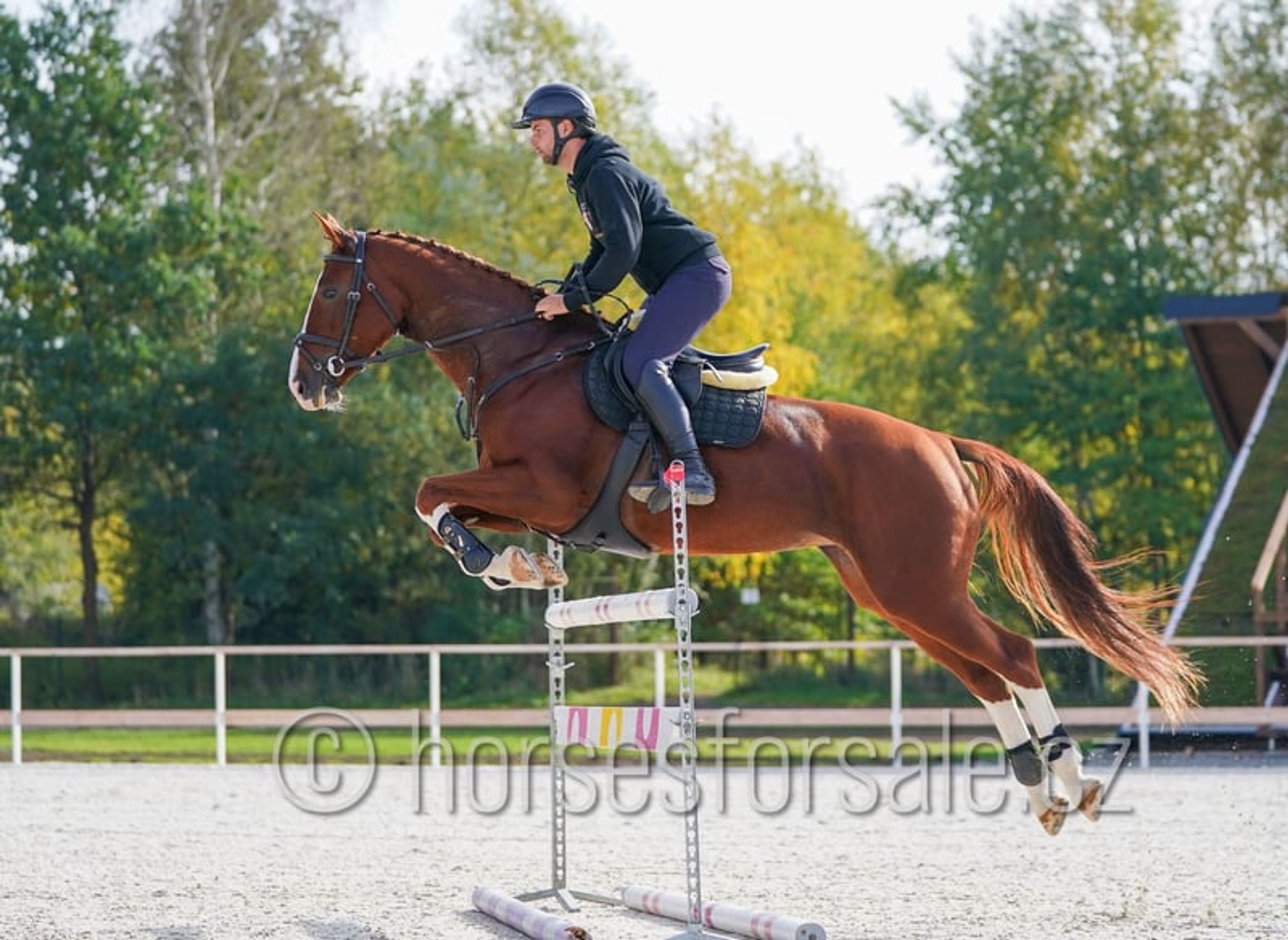Pretty mare with experience up to 1.30 m. - Image 4