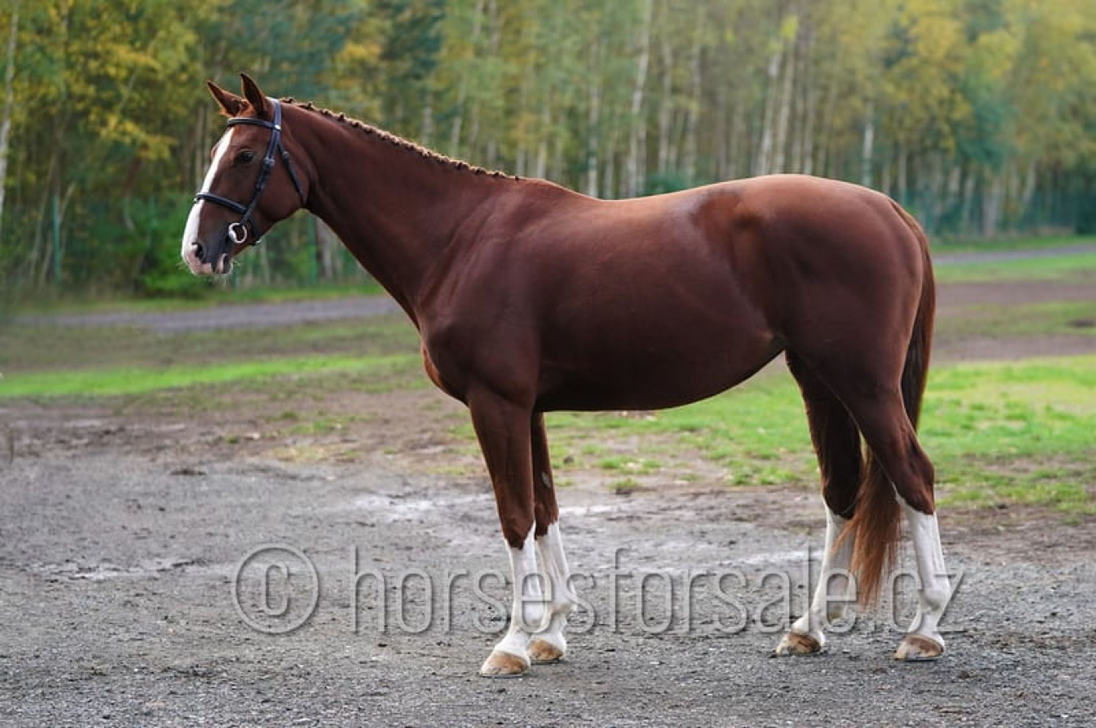 Pretty mare with experience up to 1.30 m. - Image 5