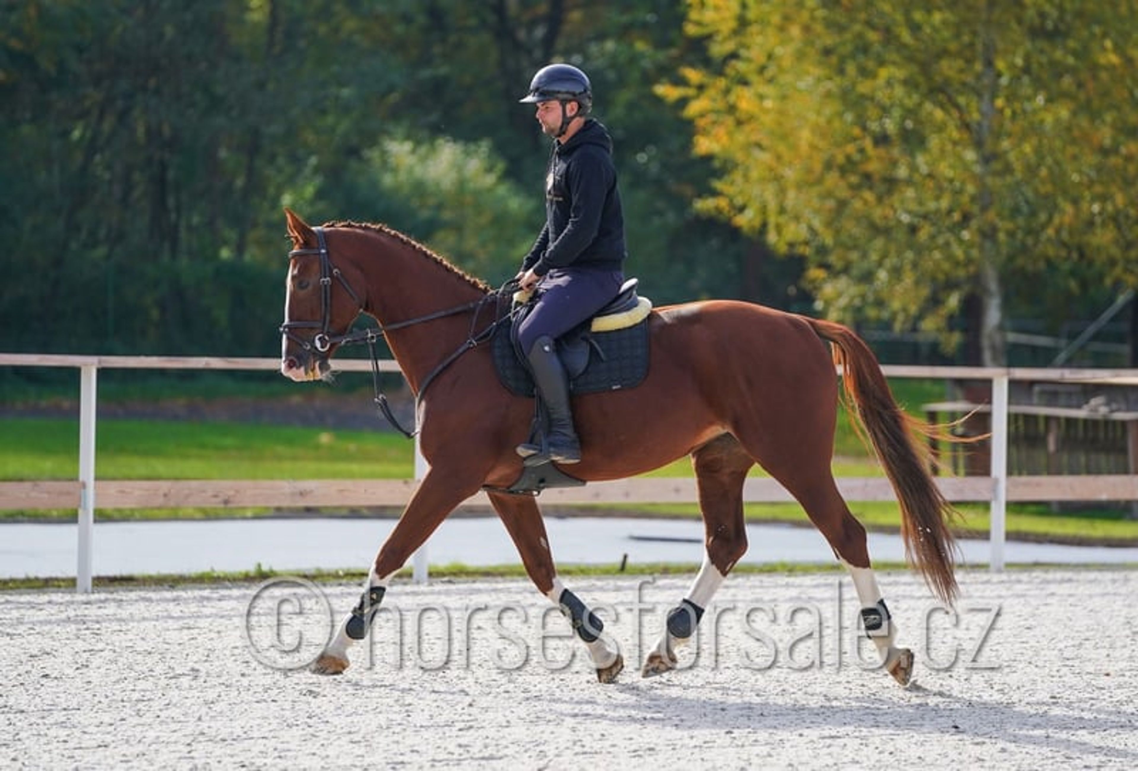 Pretty mare with experience up to 1.30 m. - Image 6