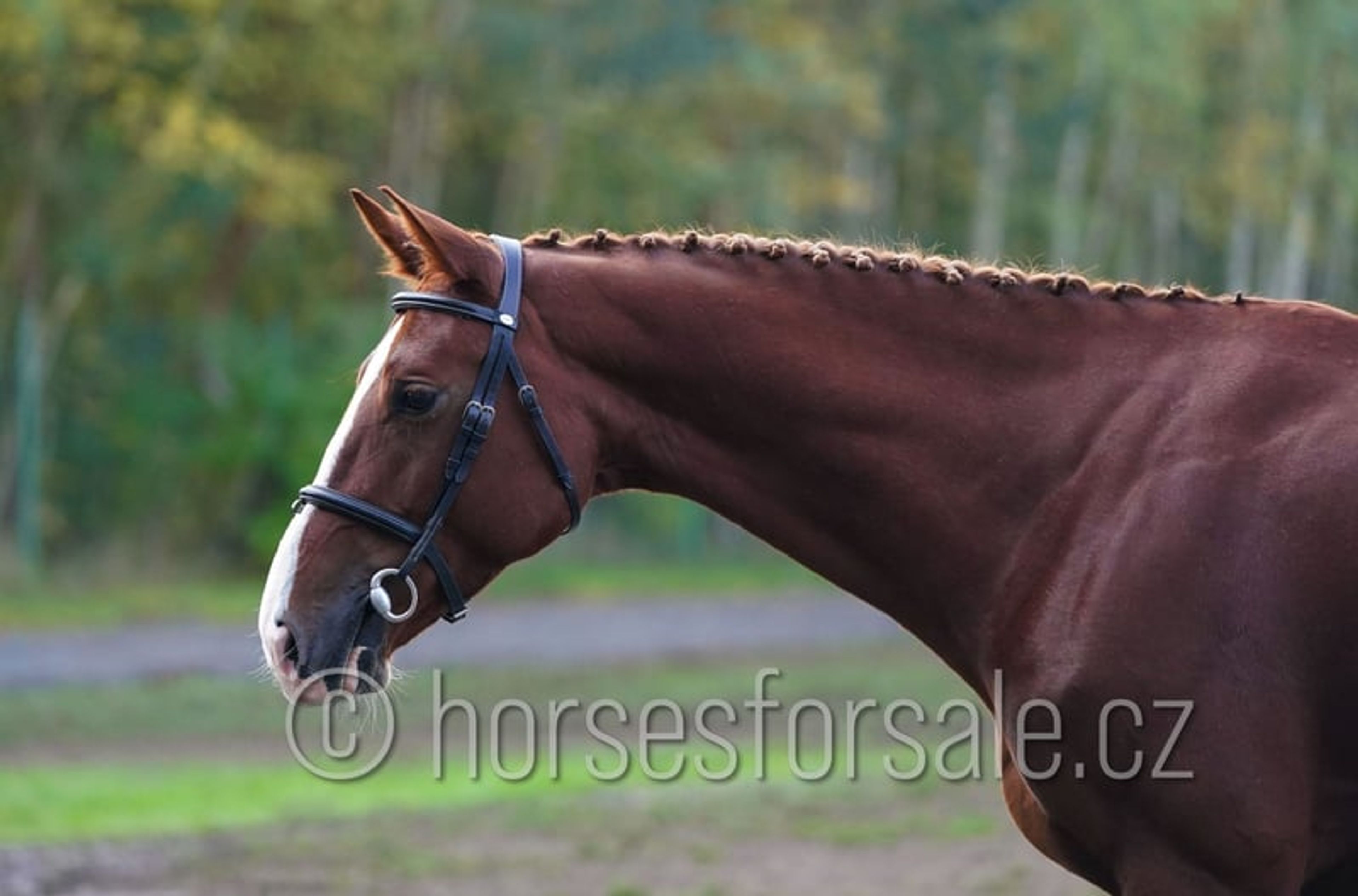 Pretty mare with experience up to 1.30 m. - Image 7