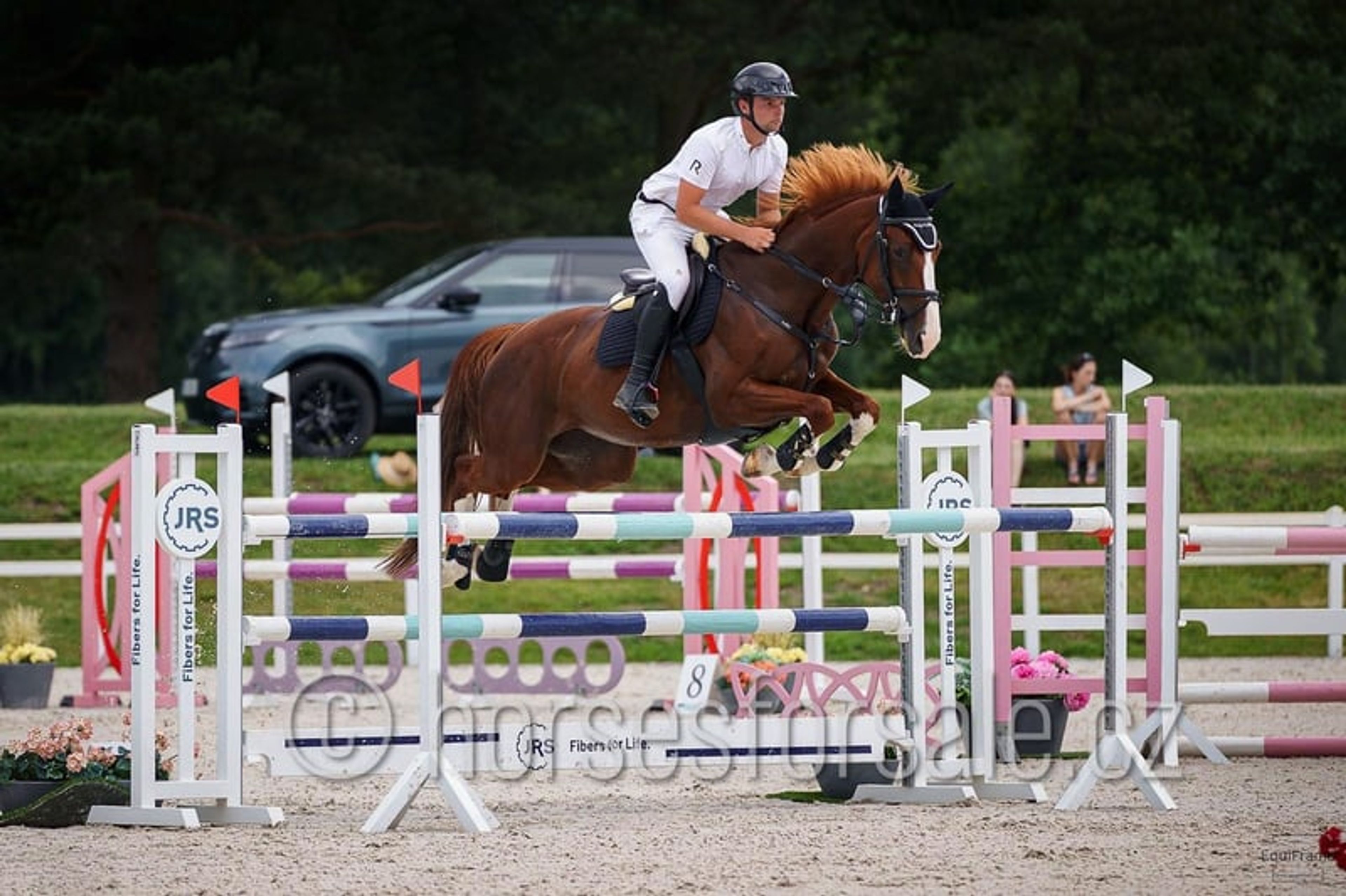 Pretty mare with experience up to 1.30 m. - Image 8
