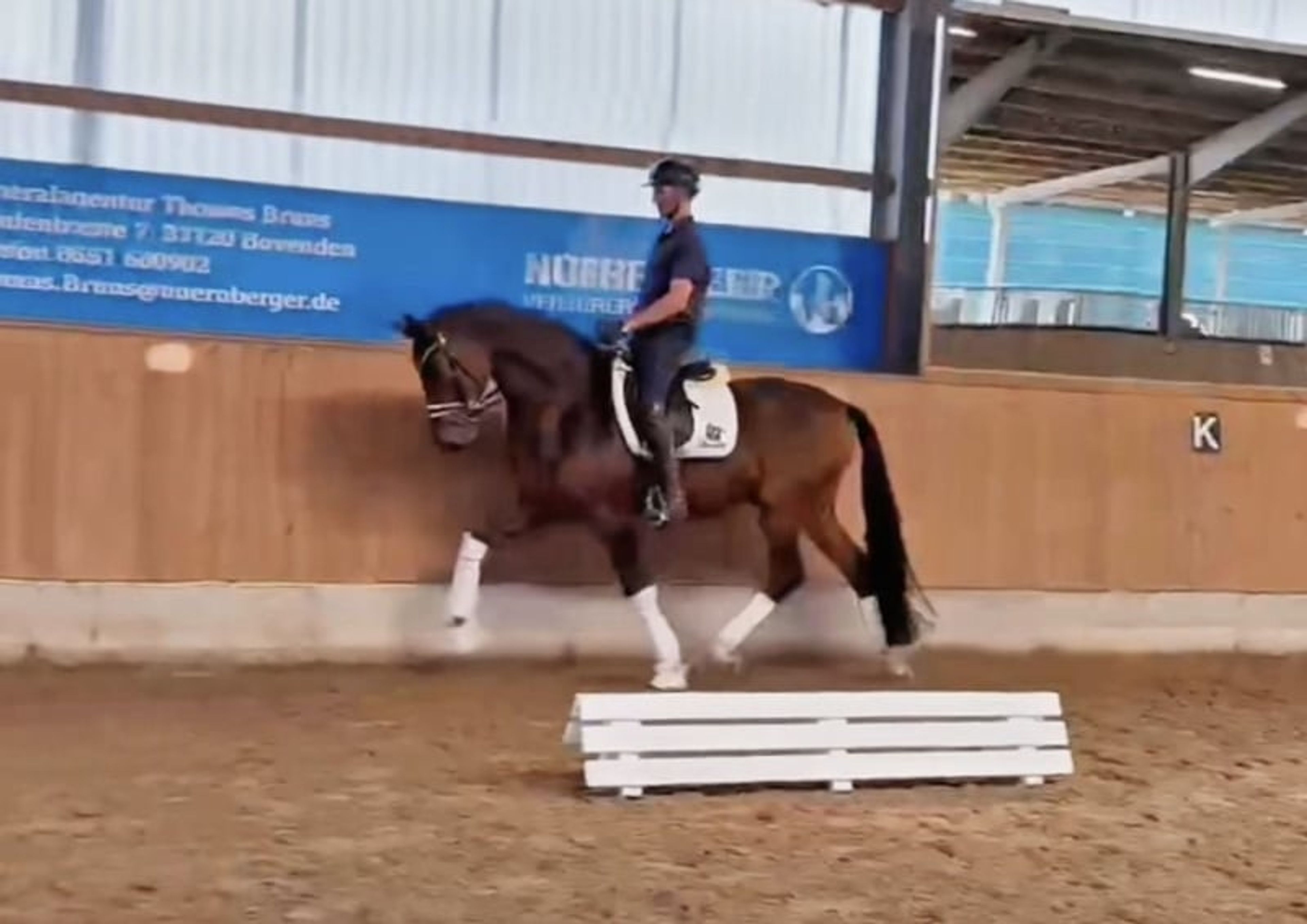 Promising young dressage horse with charm