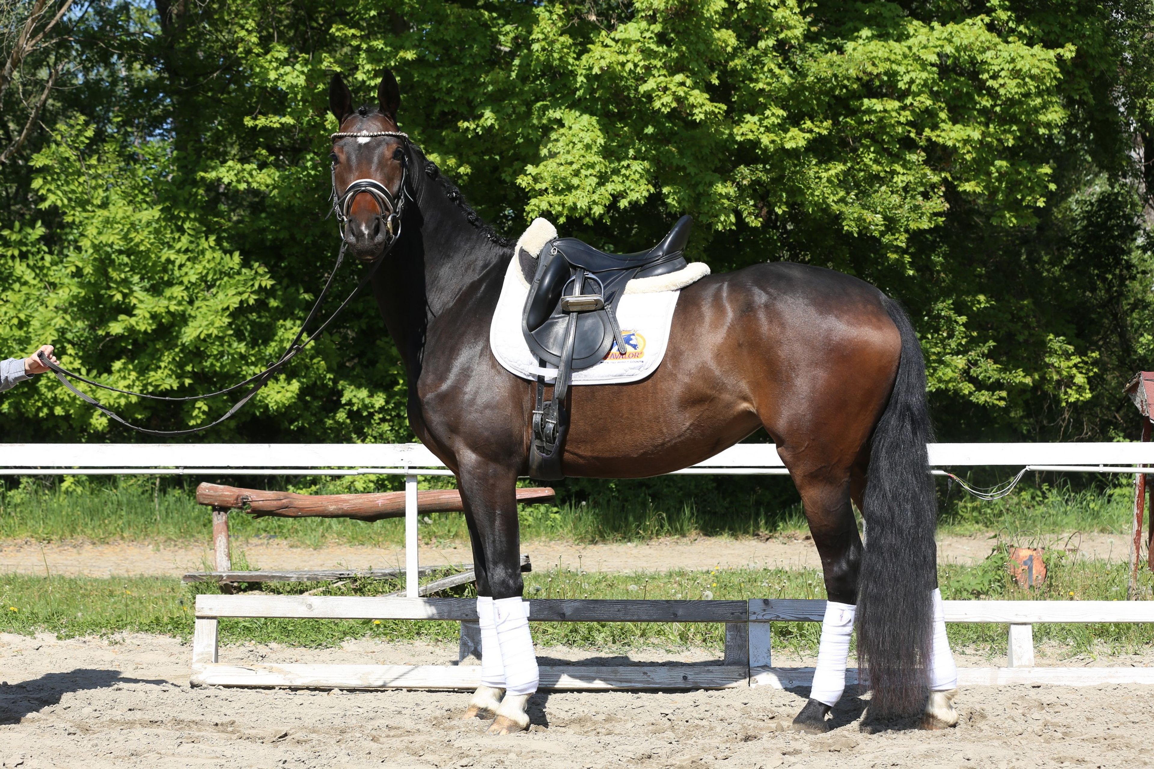 Gentle Touch - Image 4