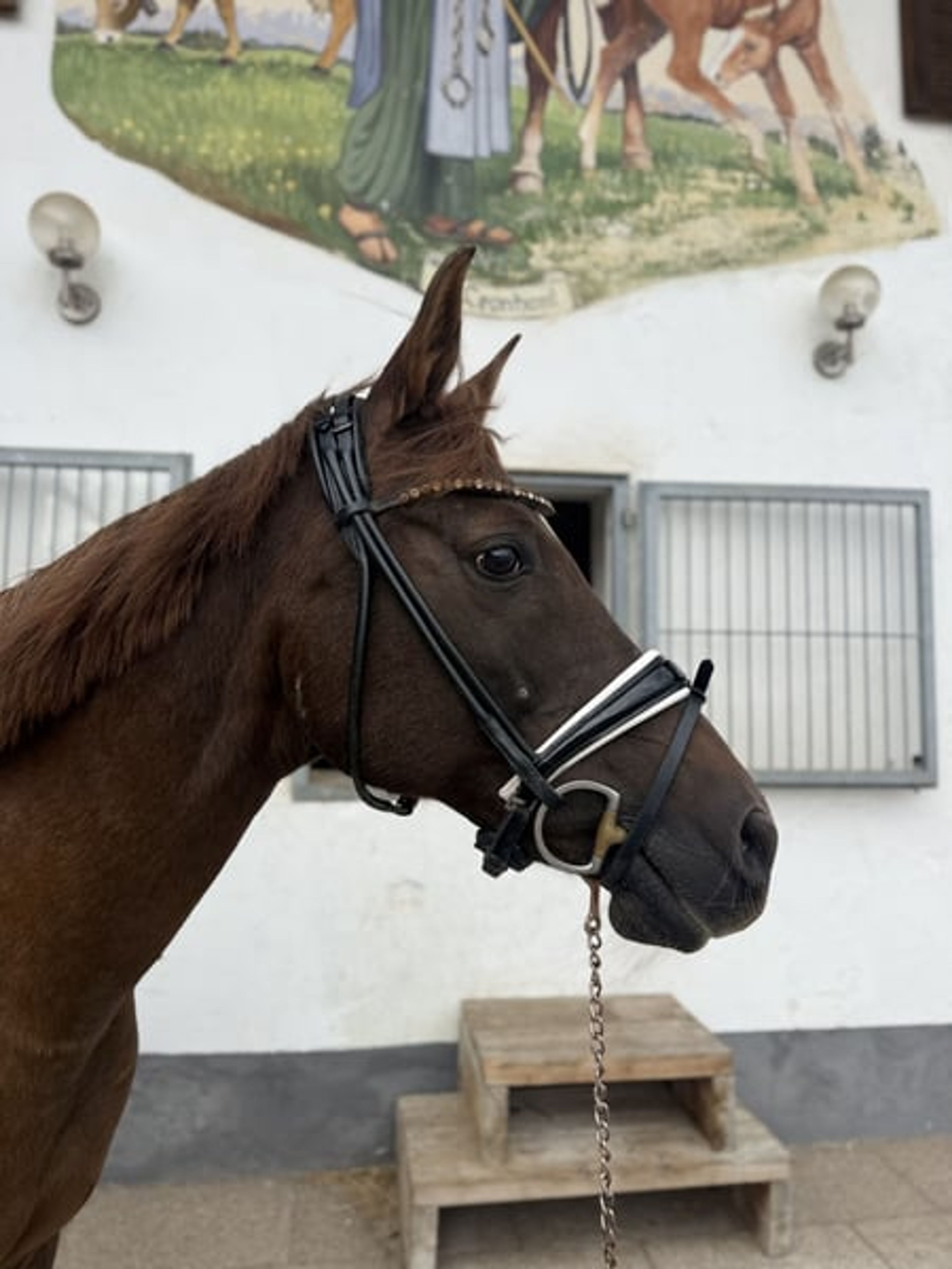 ❤️ Mrs. Arabiata – Special Arabian Mare Looking for an Experienced Home