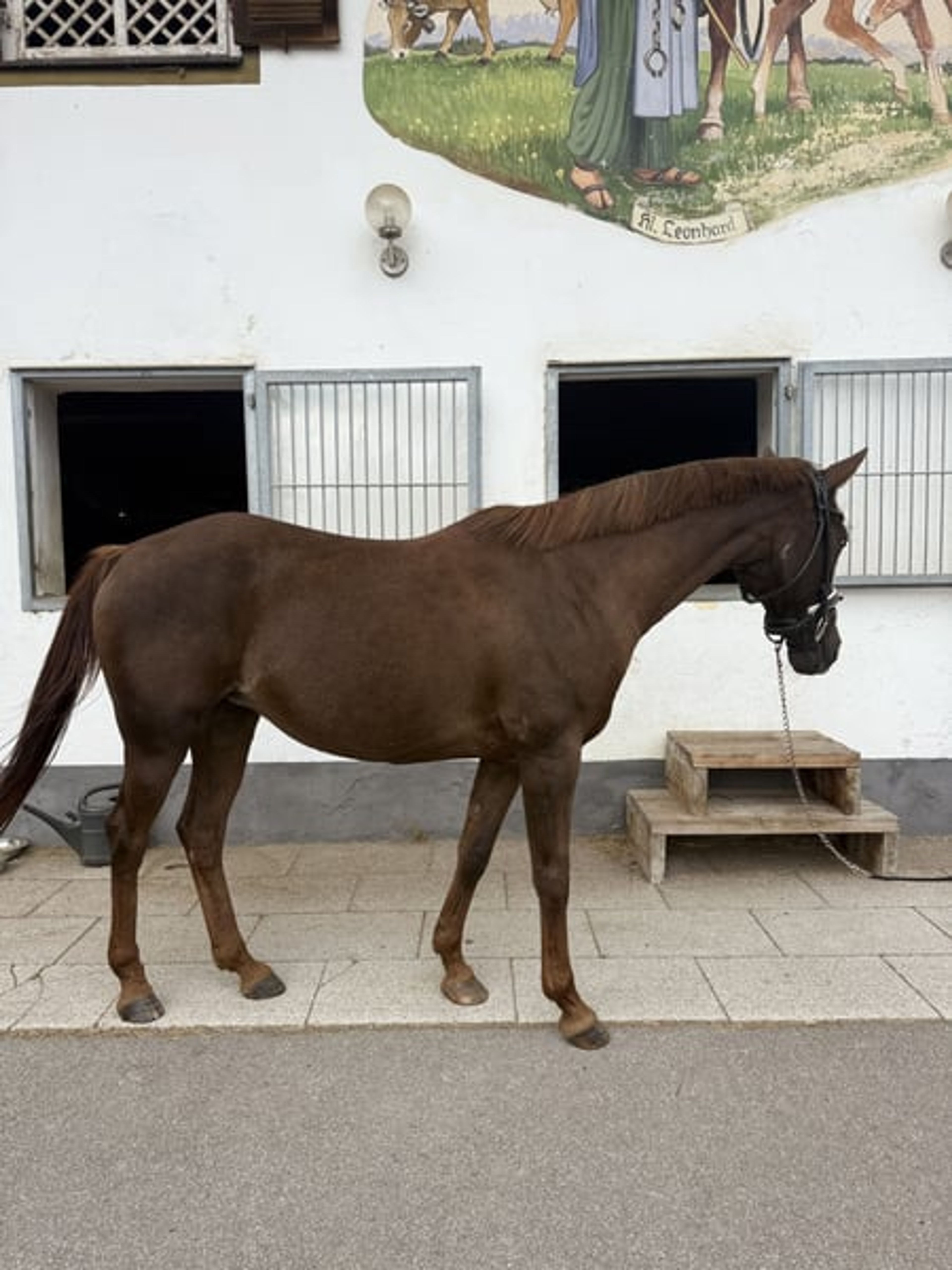 ❤️ Mrs. Arabiata – Special Arabian Mare Looking for an Experienced Home - Image 2