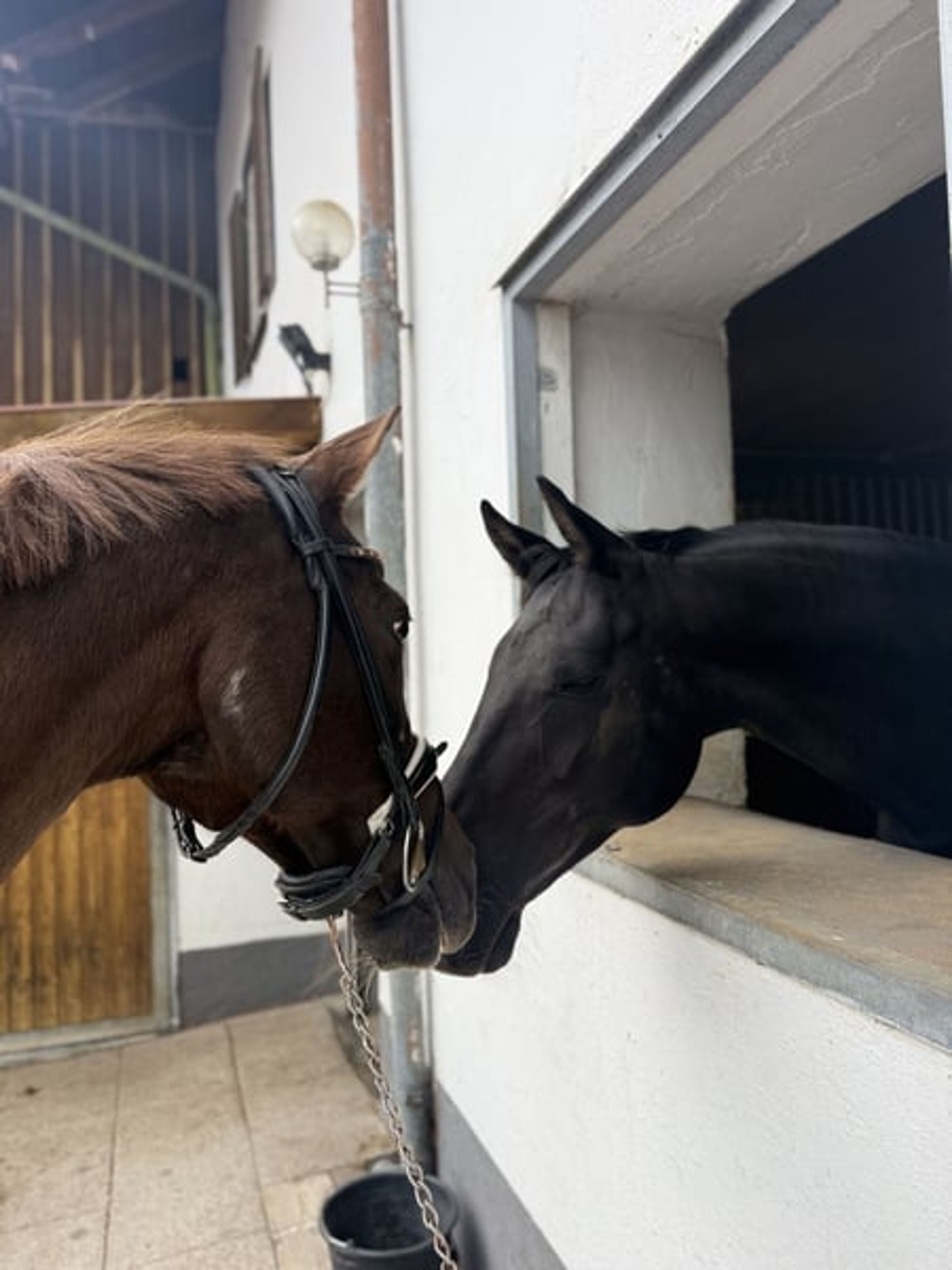 ❤️ Mrs. Arabiata – Special Arabian Mare Looking for an Experienced Home - Image 3