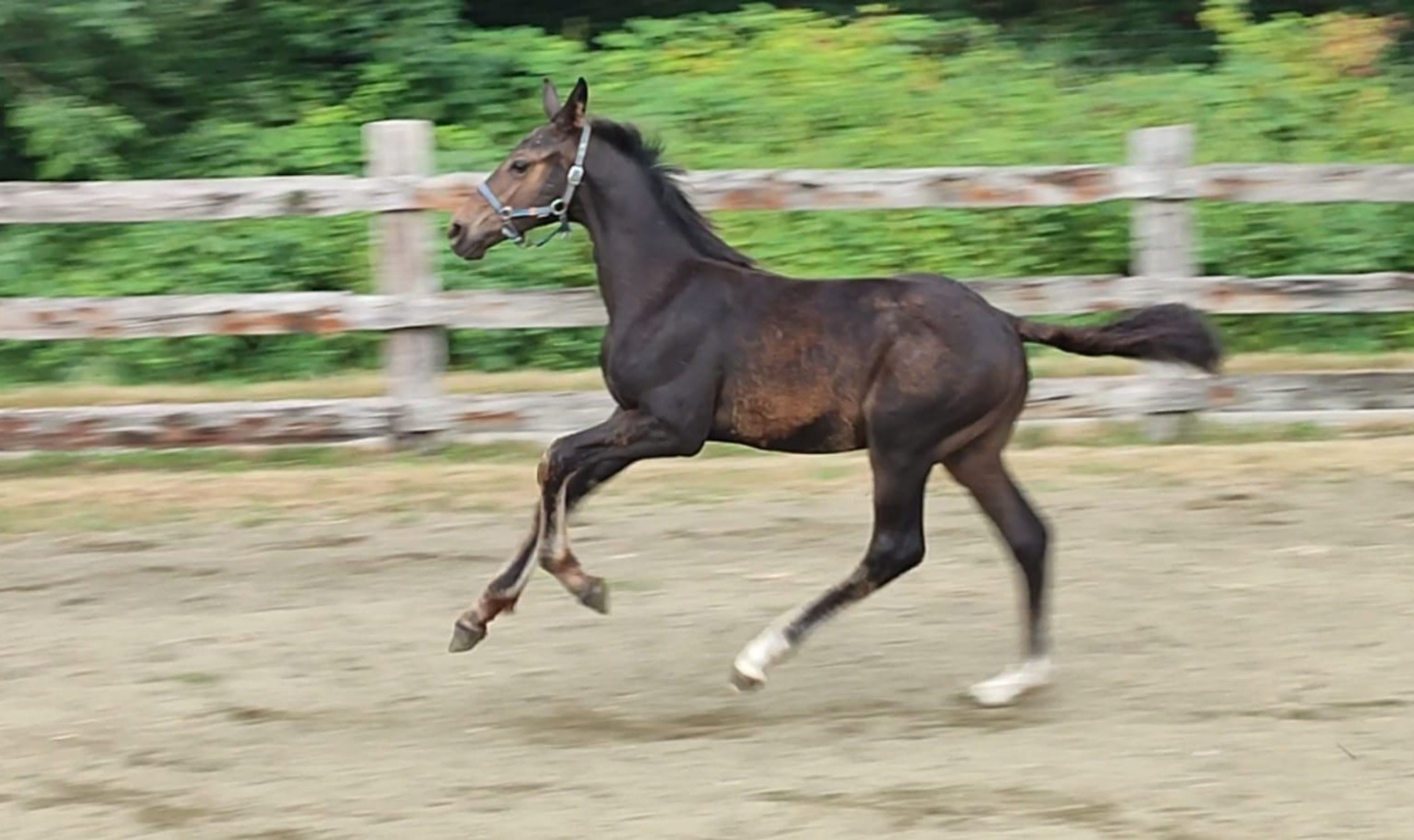 Duplantis van 't Stelenshof (OGANITTO SITTE x KING) - Image 4