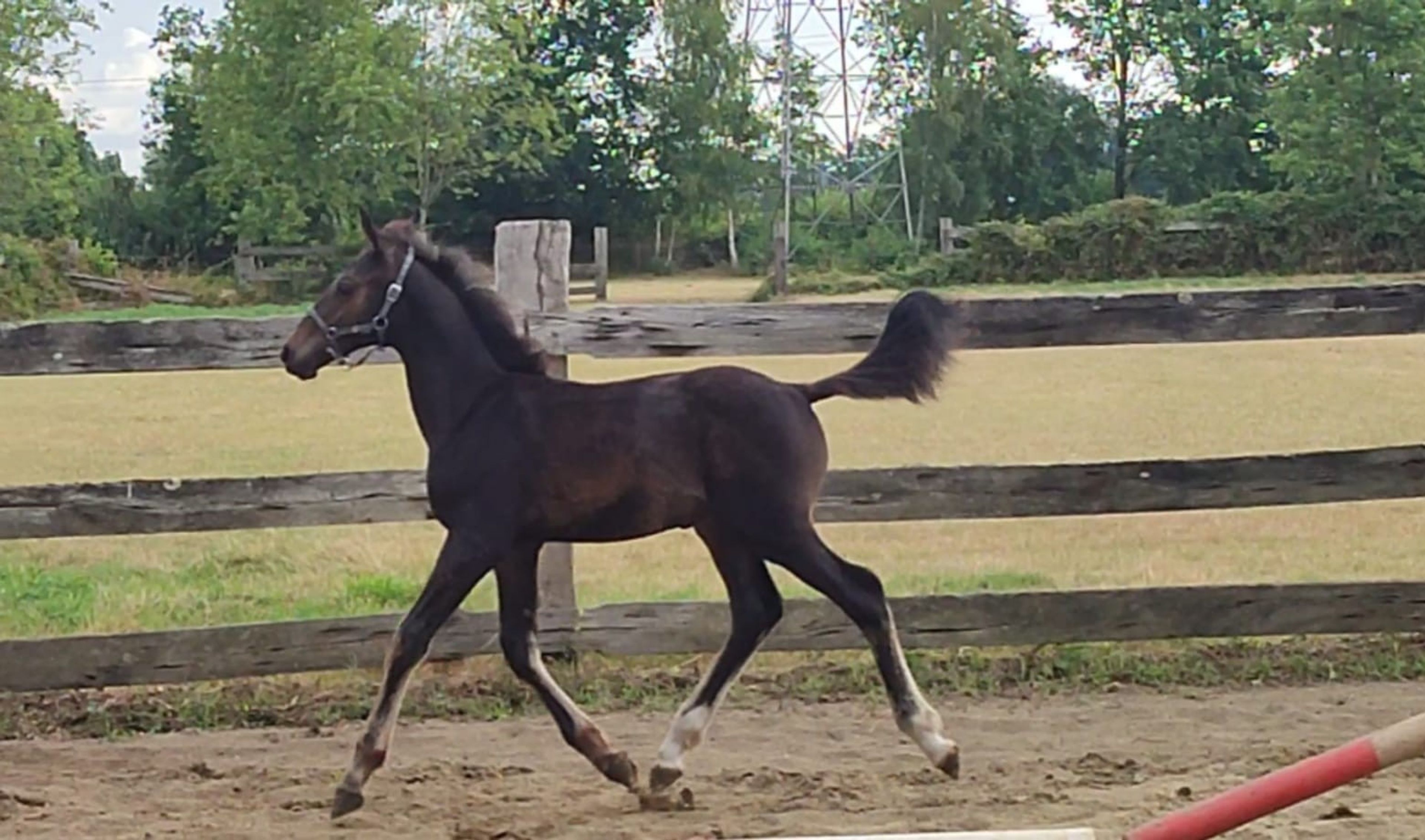 Duplantis van 't Stelenshof (OGANITTO SITTE x KING) - Image 5