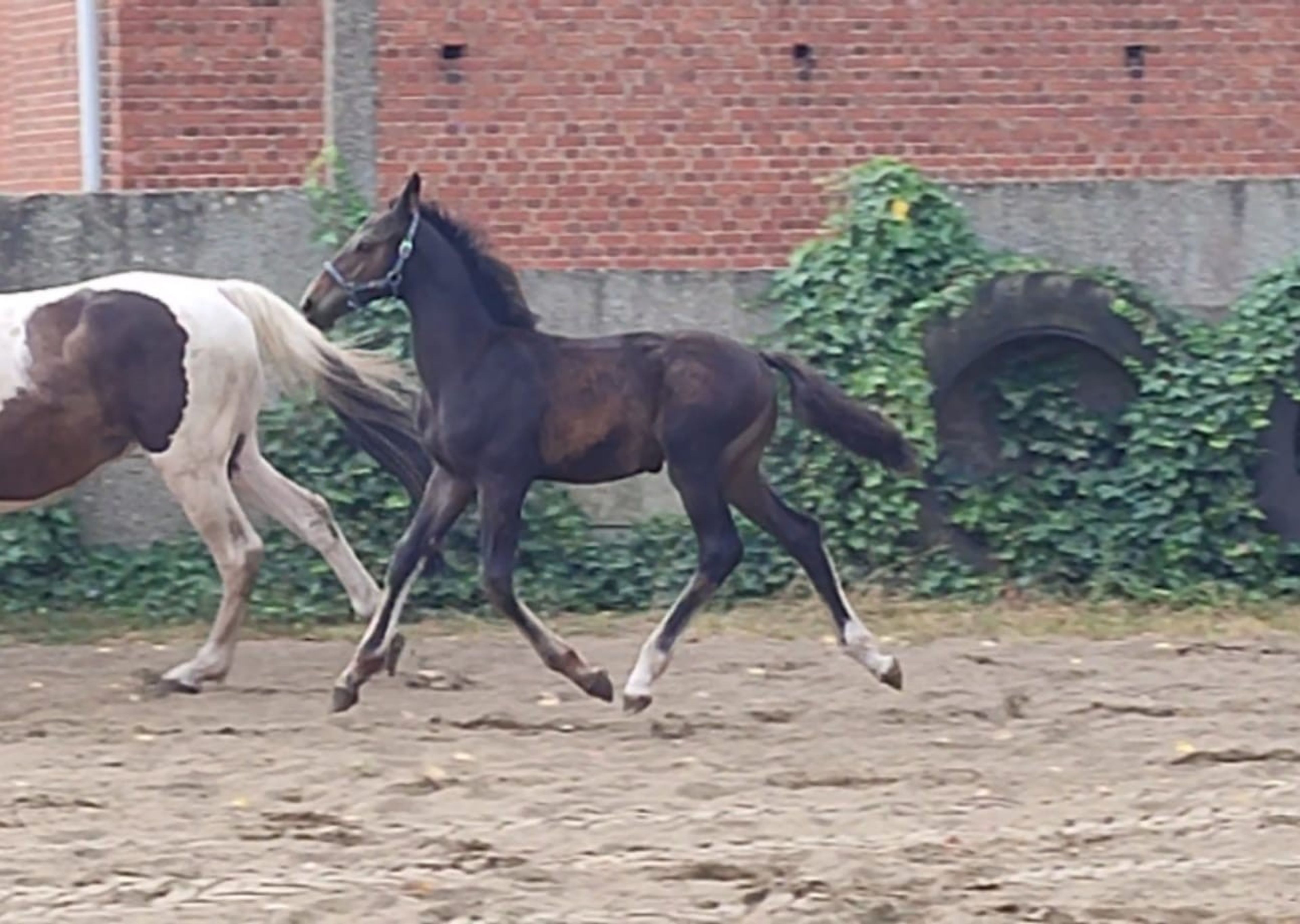 Duplantis van 't Stelenshof (OGANITTO SITTE x KING) - Image 6