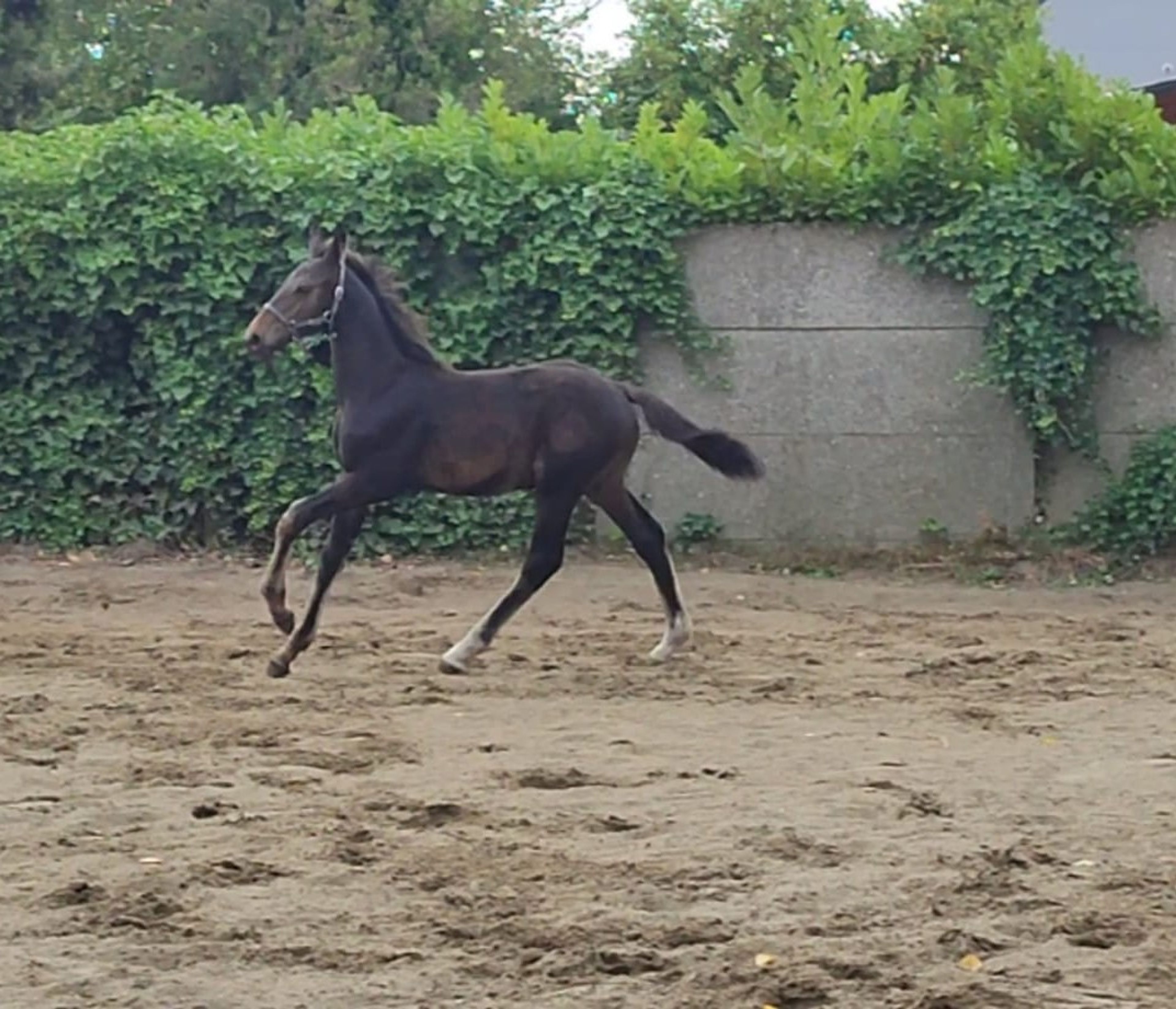 Duplantis van 't Stelenshof (OGANITTO SITTE x KING) - Image 7