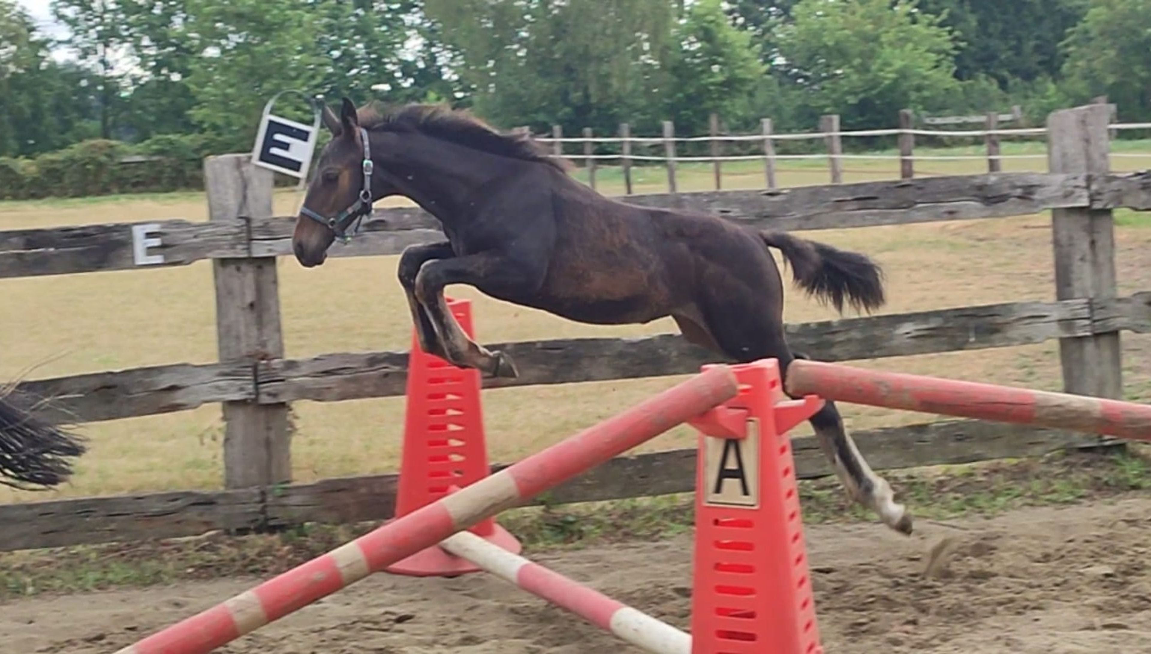 Duplantis van 't Stelenshof (OGANITTO SITTE x KING) - Image 9