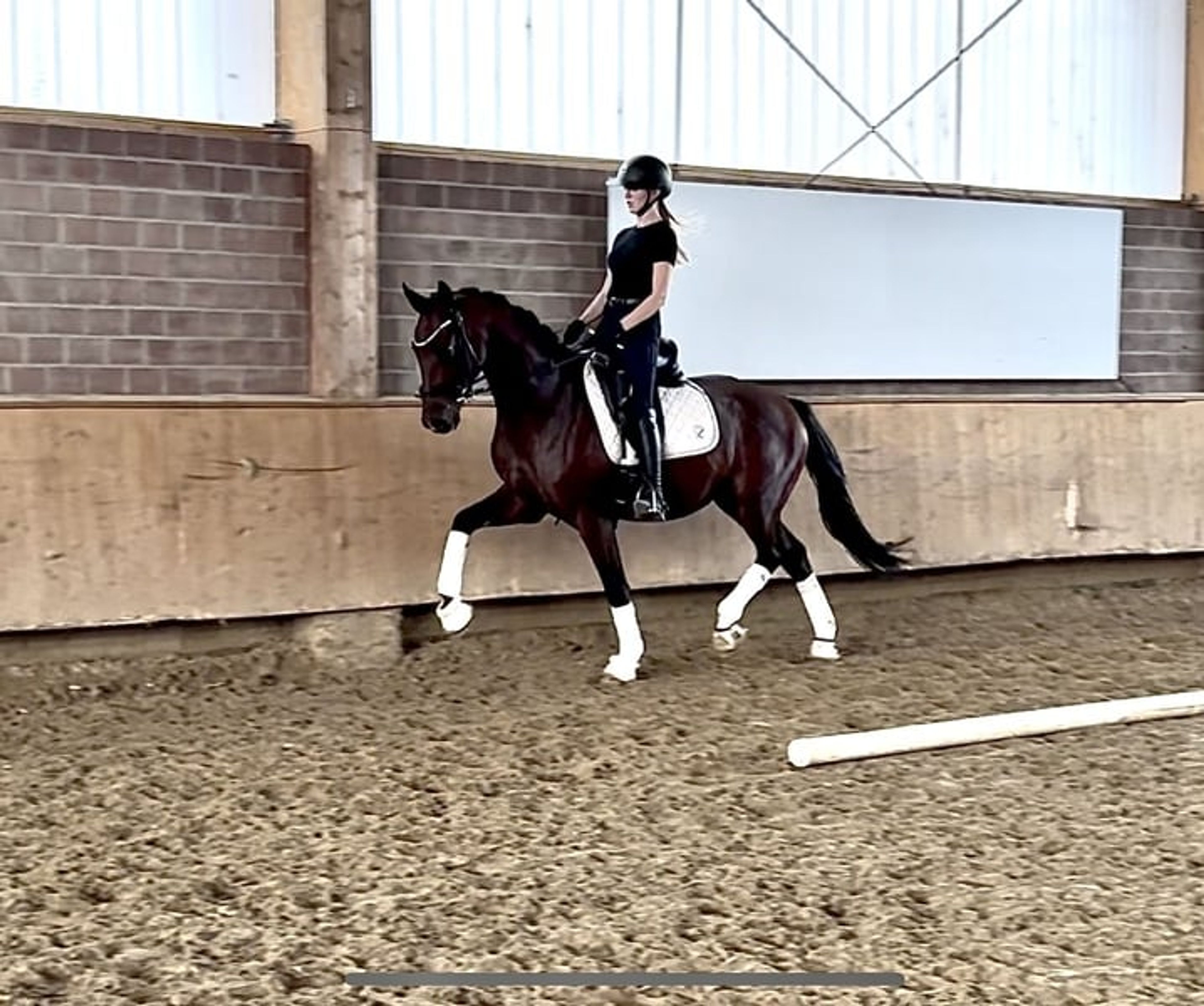 Top young prospect with an excellent temperament