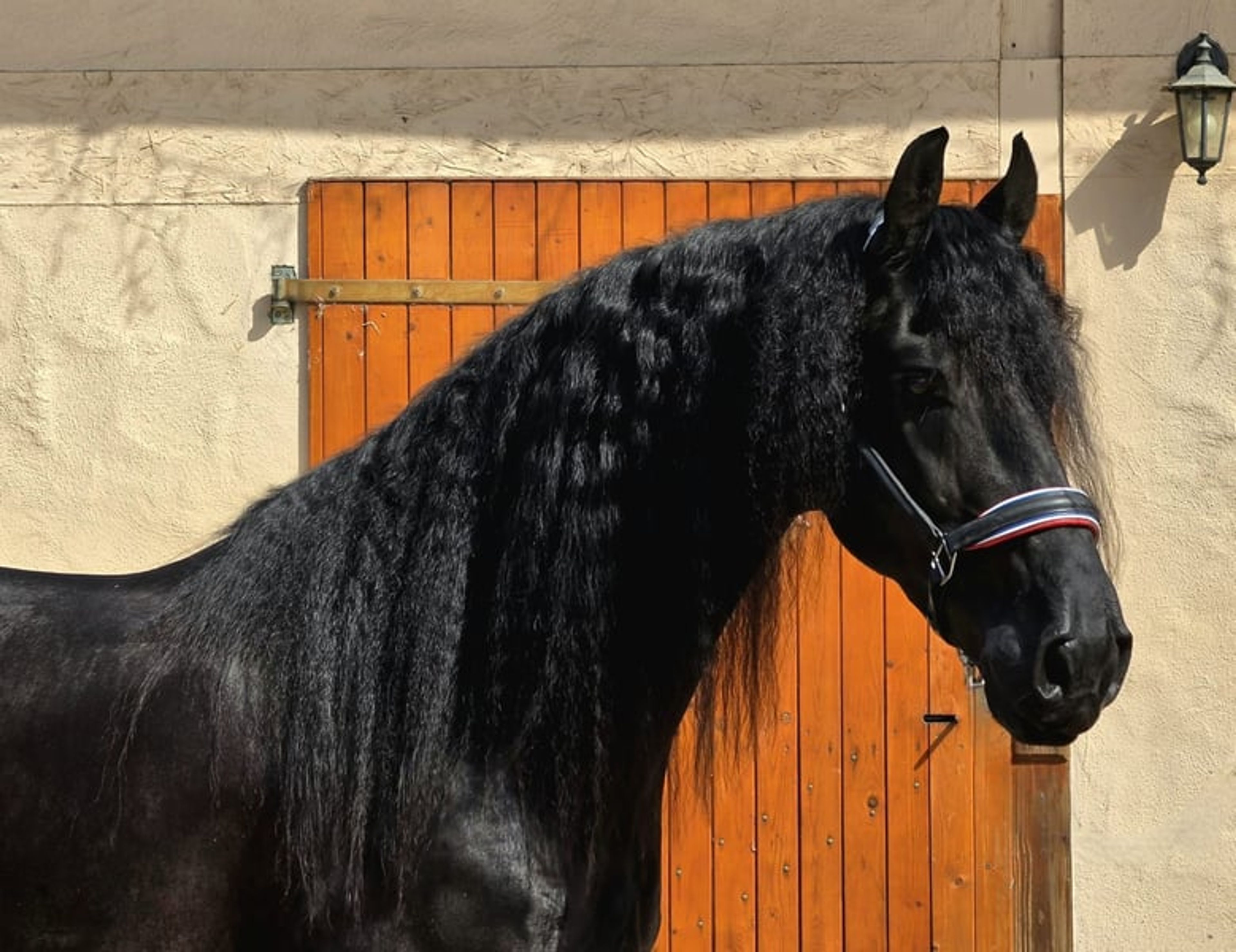 5-YEAR-OLD FRIESIAN NL!!