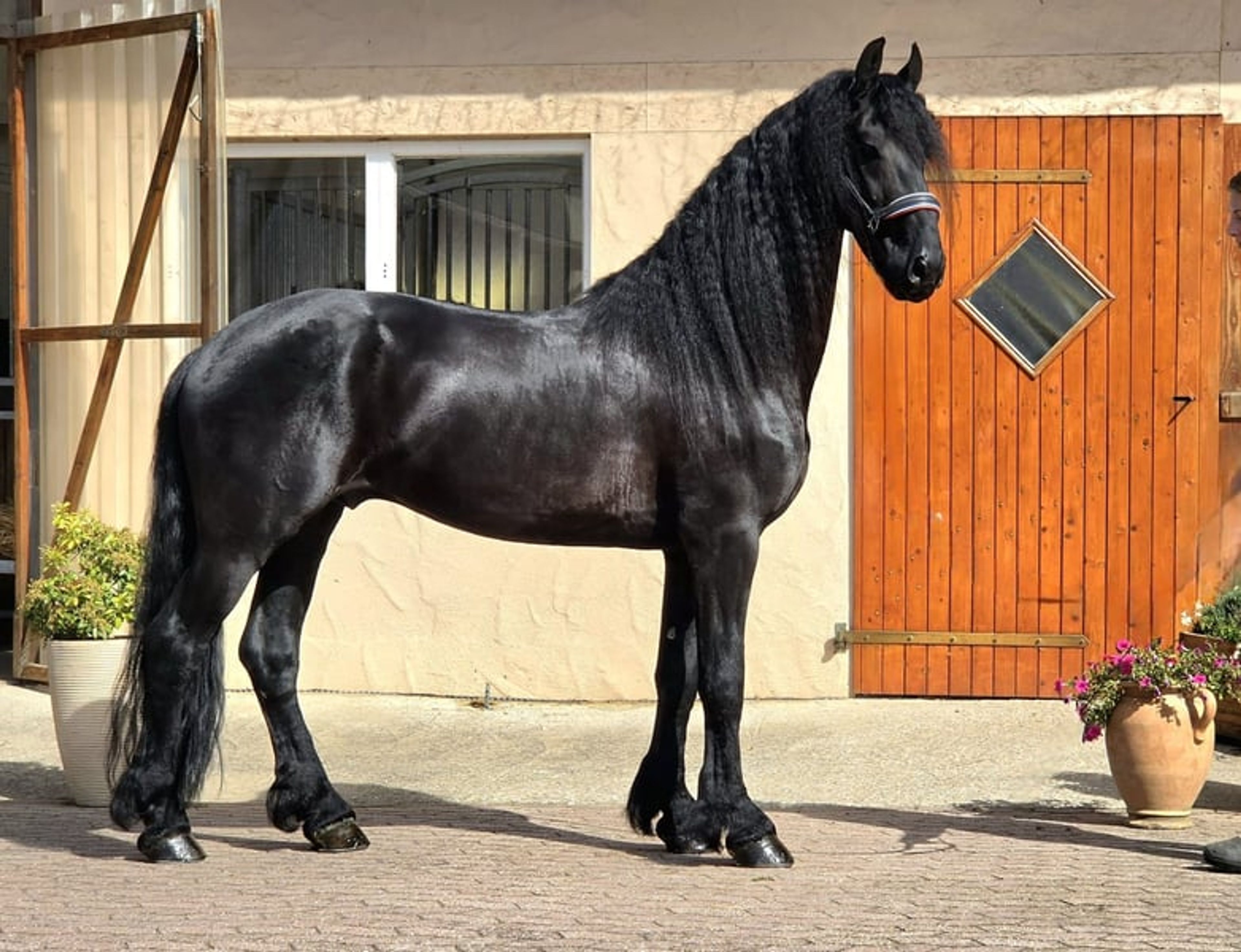 5-YEAR-OLD FRIESIAN NL!! - Image 2
