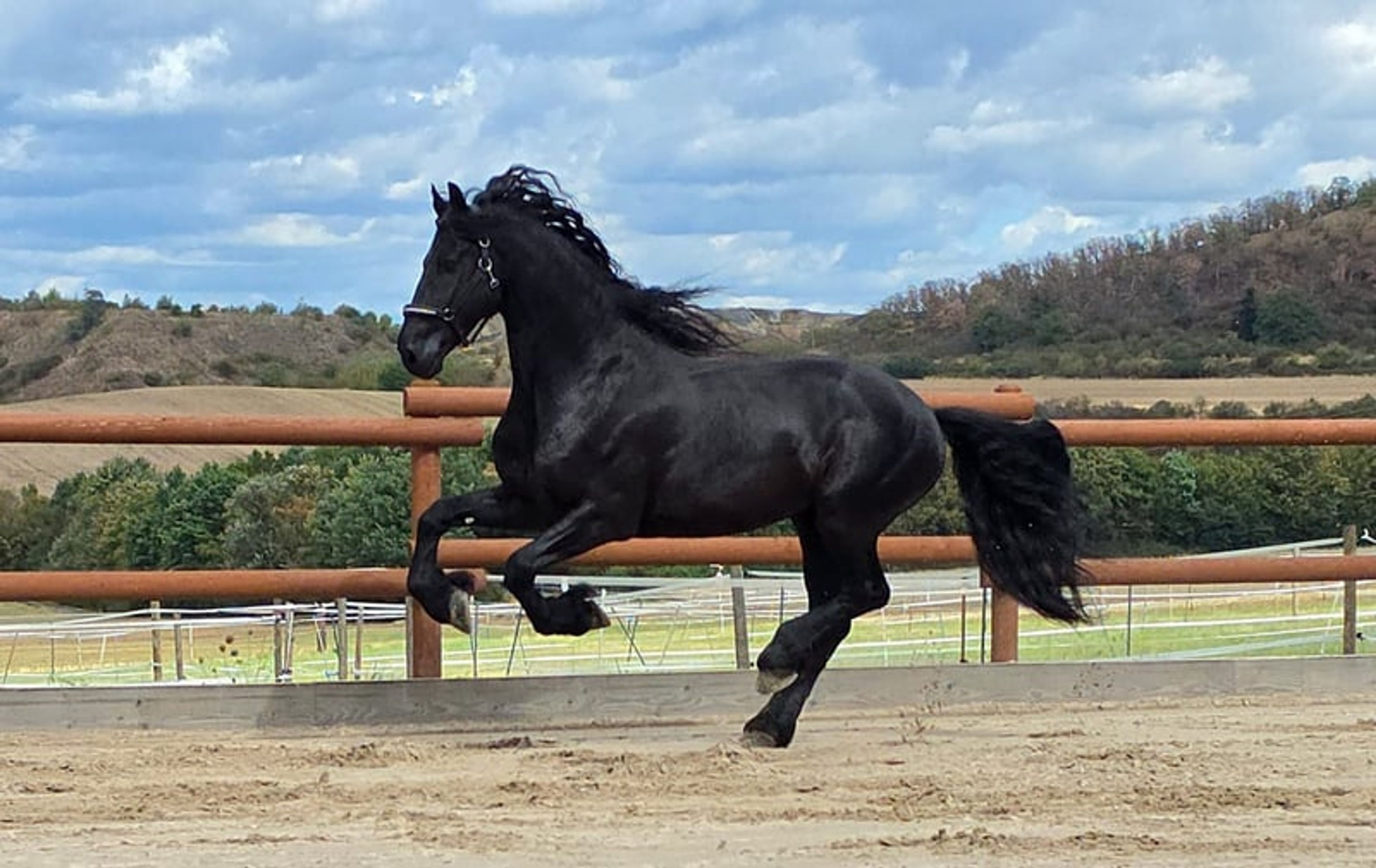 5-YEAR-OLD FRIESIAN NL!! - Image 3