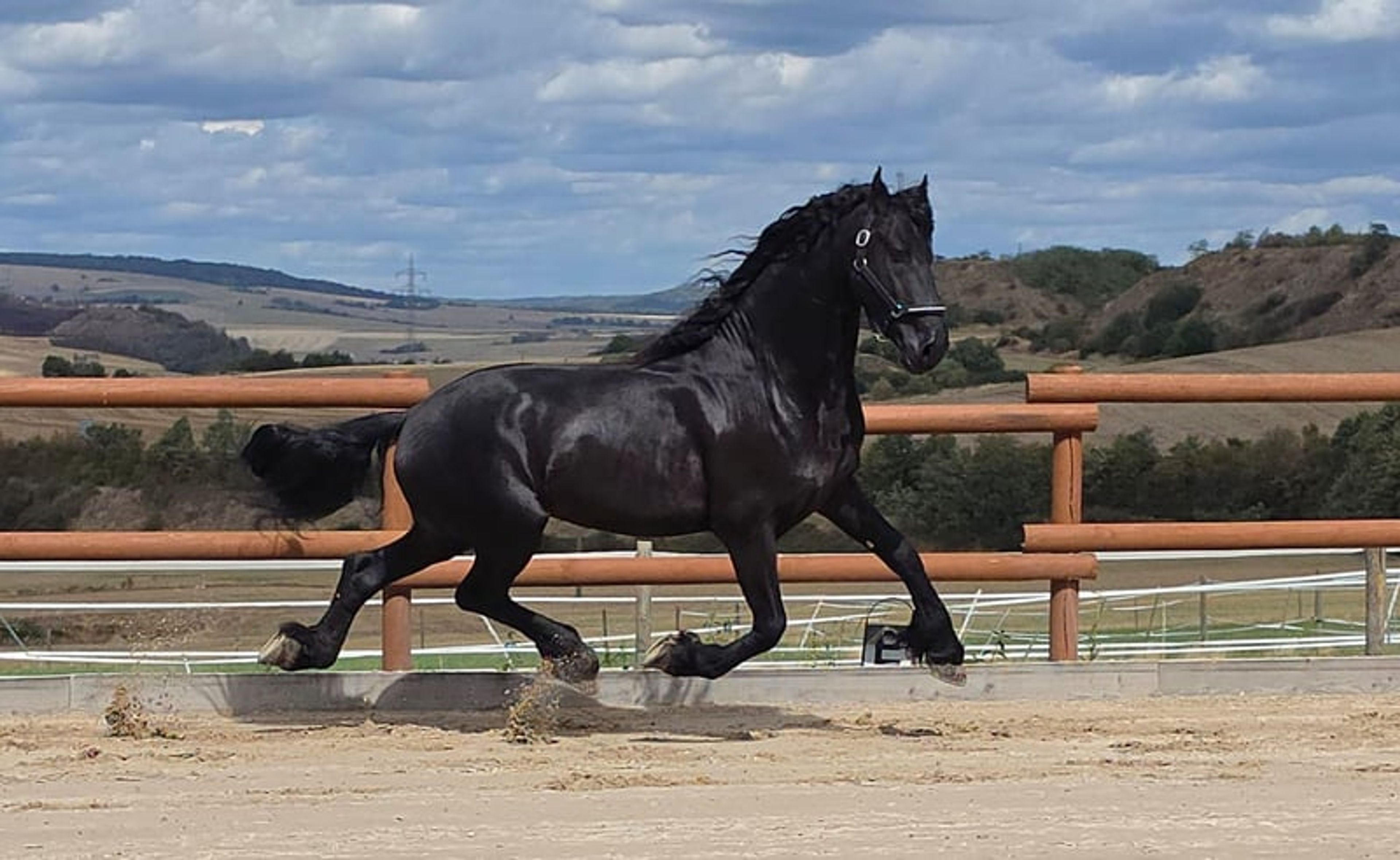 5-YEAR-OLD FRIESIAN NL!! - Image 4