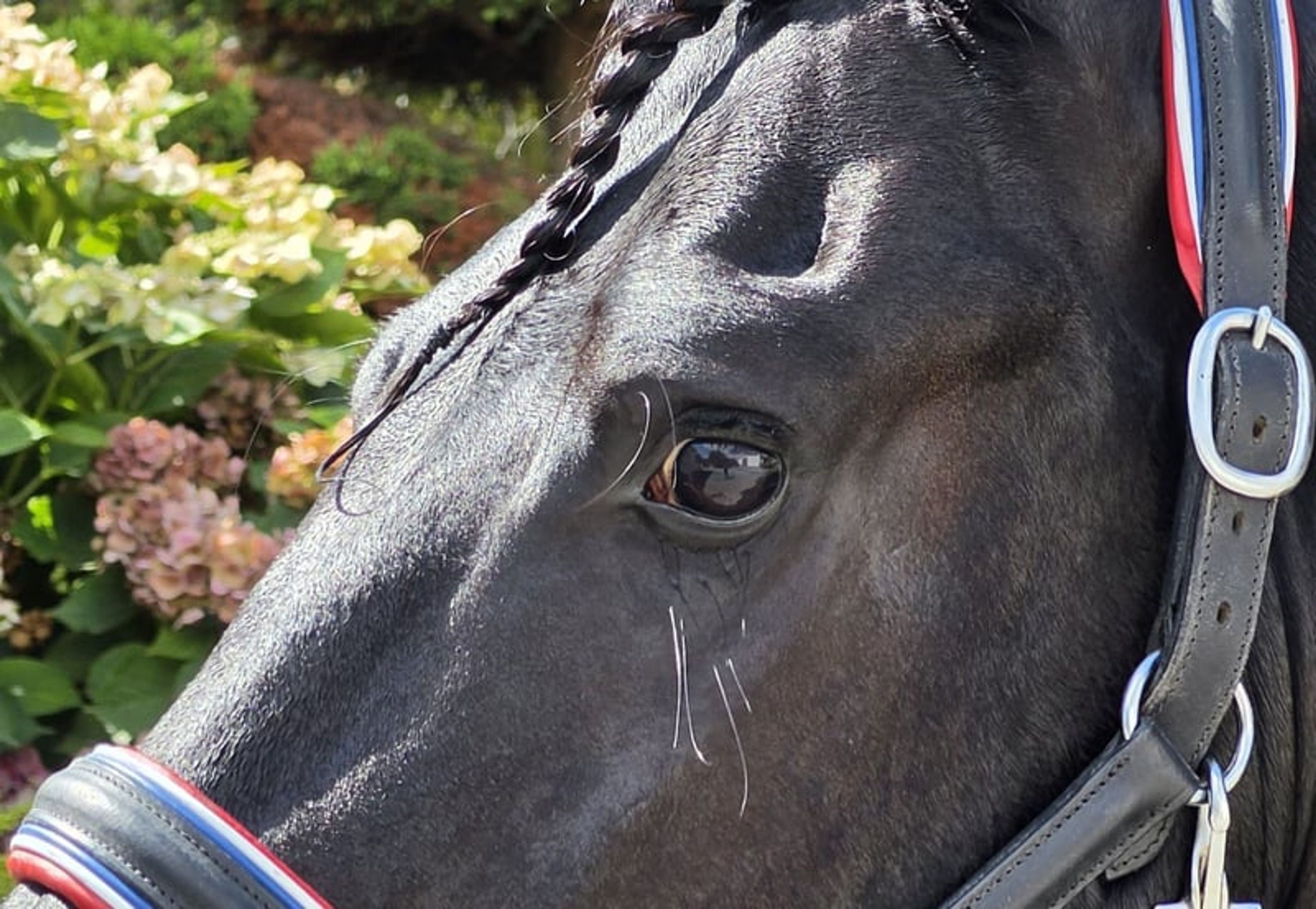TALL STER STALLION (NL)!!