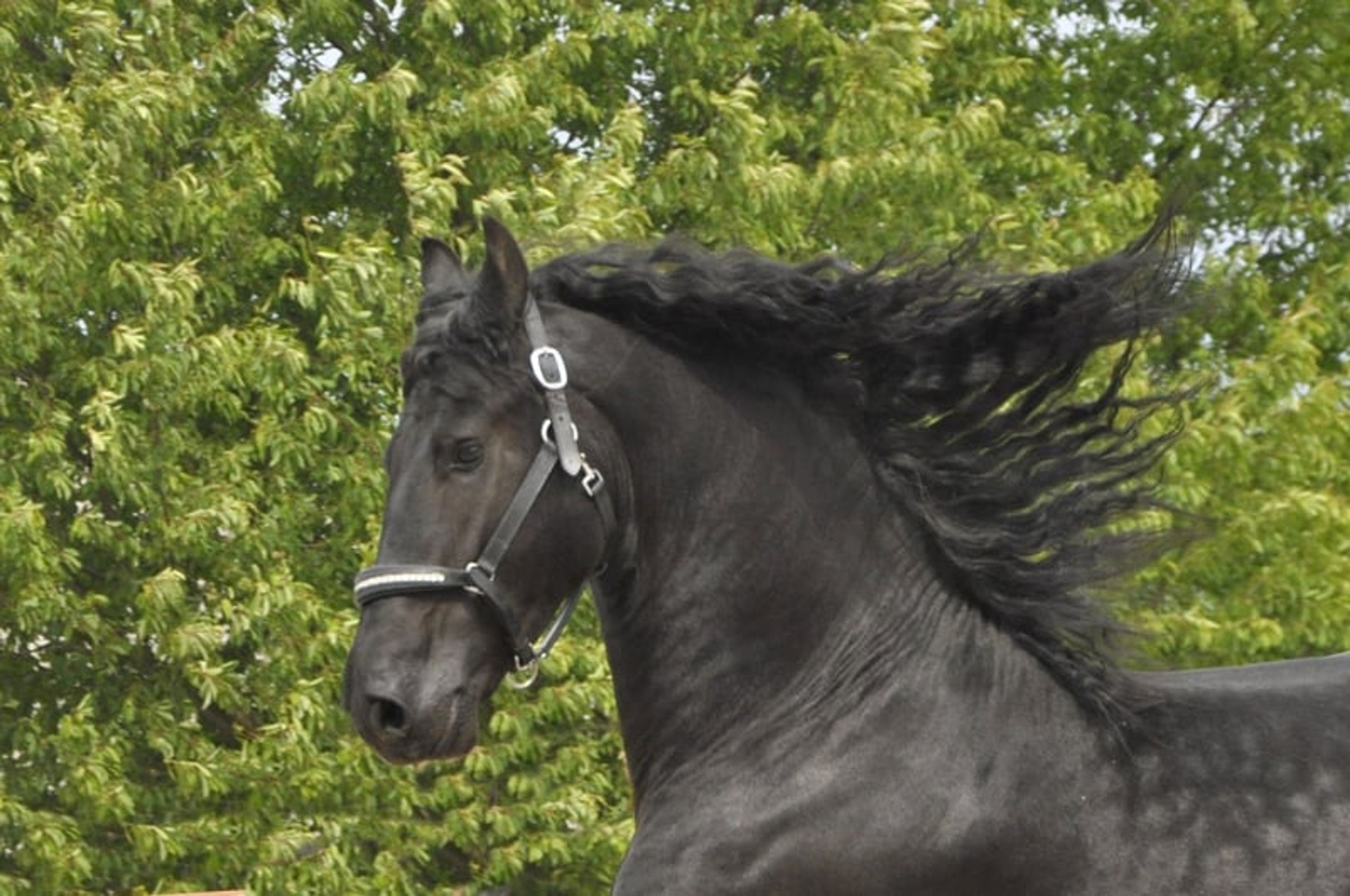 TALL STER STALLION (NL)!! - Image 2