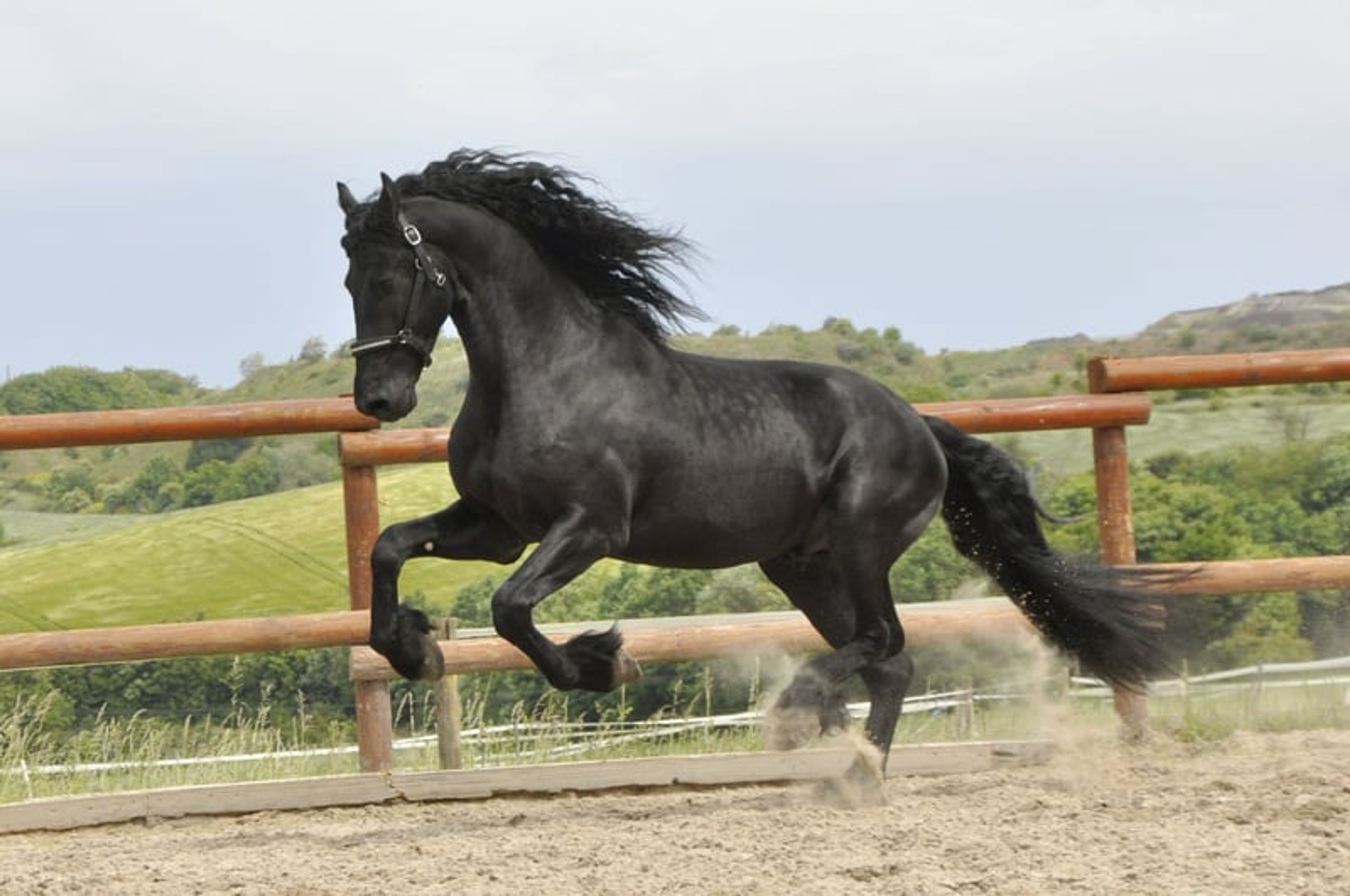 TALL STER STALLION (NL)!! - Image 3