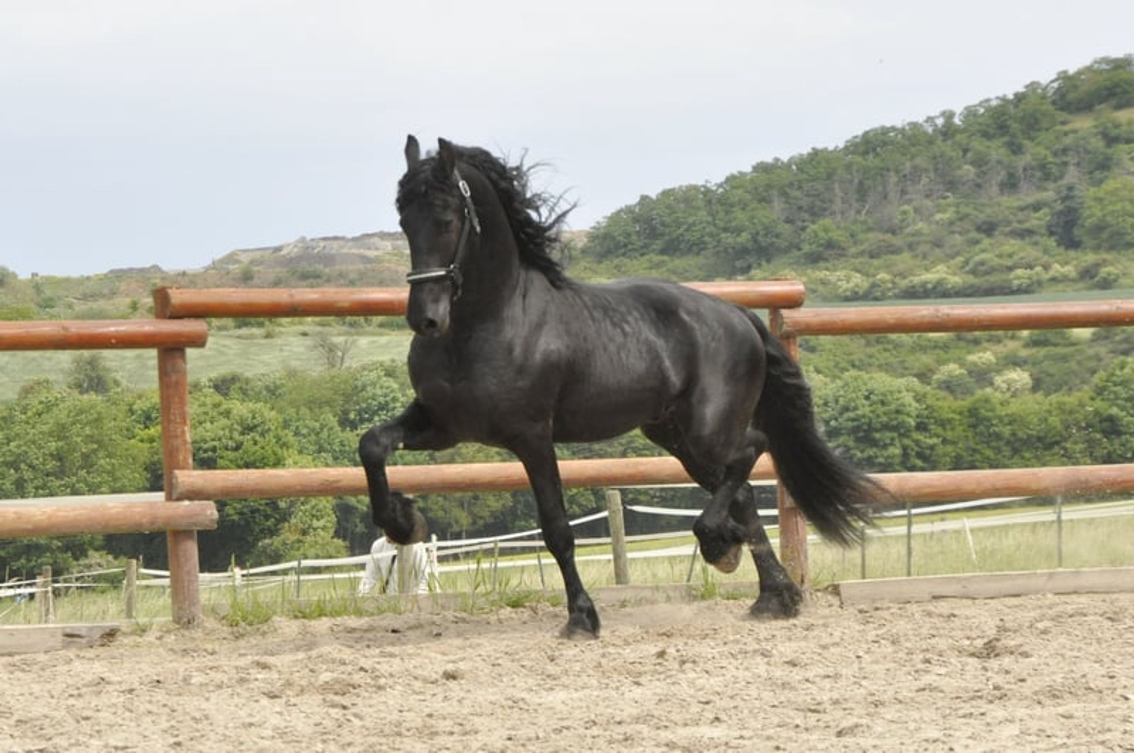 TALL STER STALLION (NL)!! - Image 4