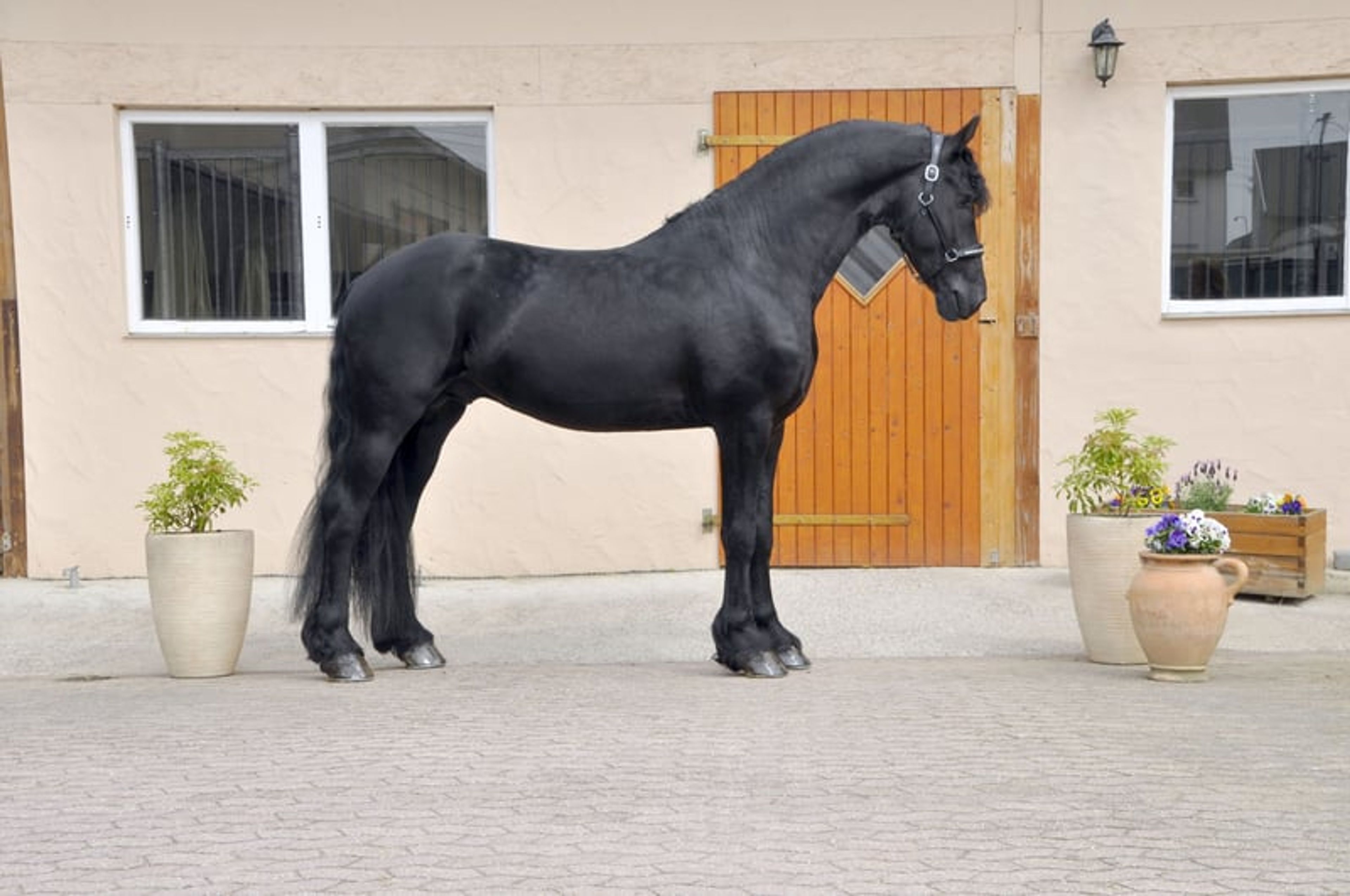 TALL STER STALLION (NL)!! - Image 5
