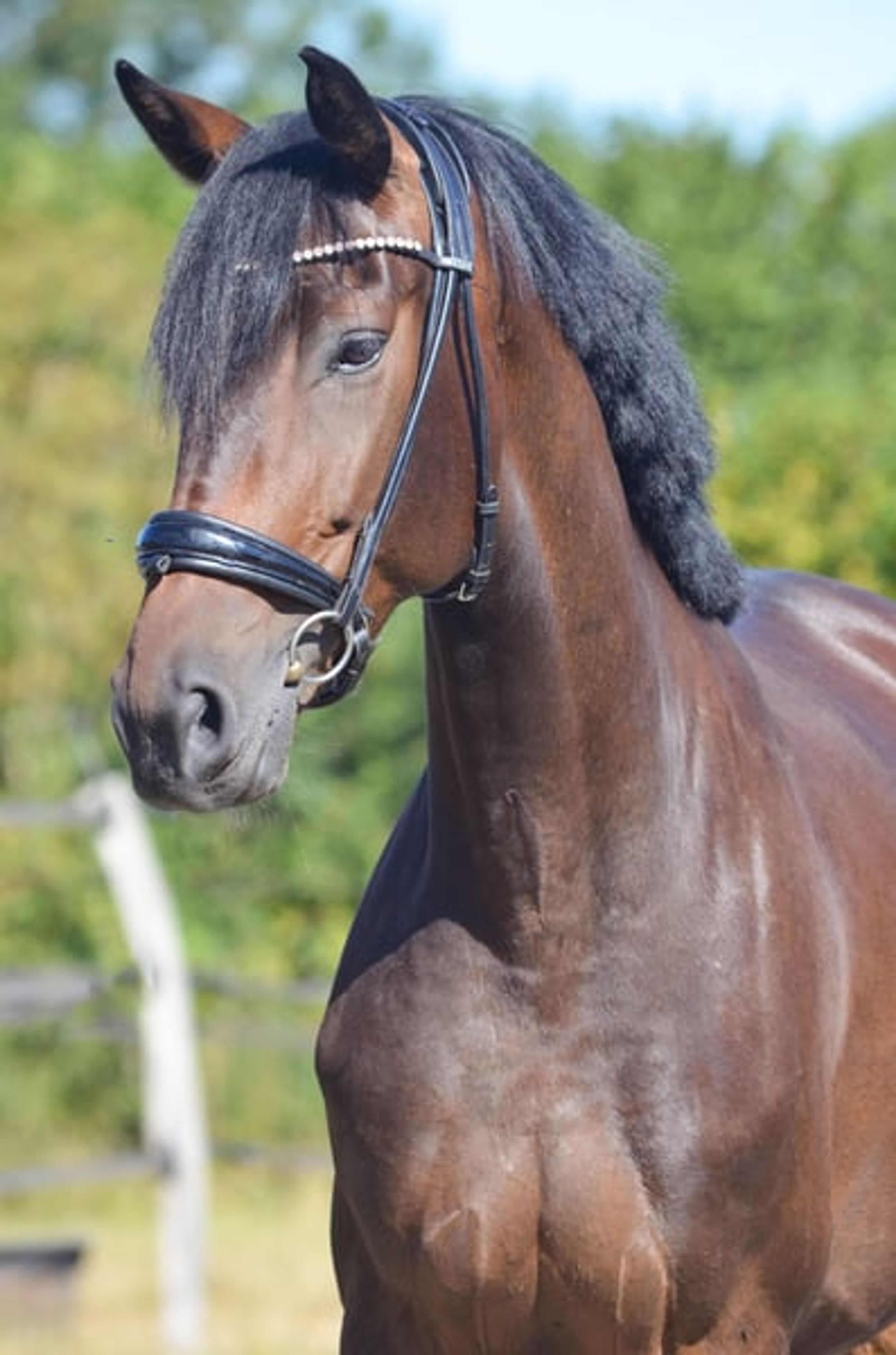 Beautiful mare with many excellent qualities.