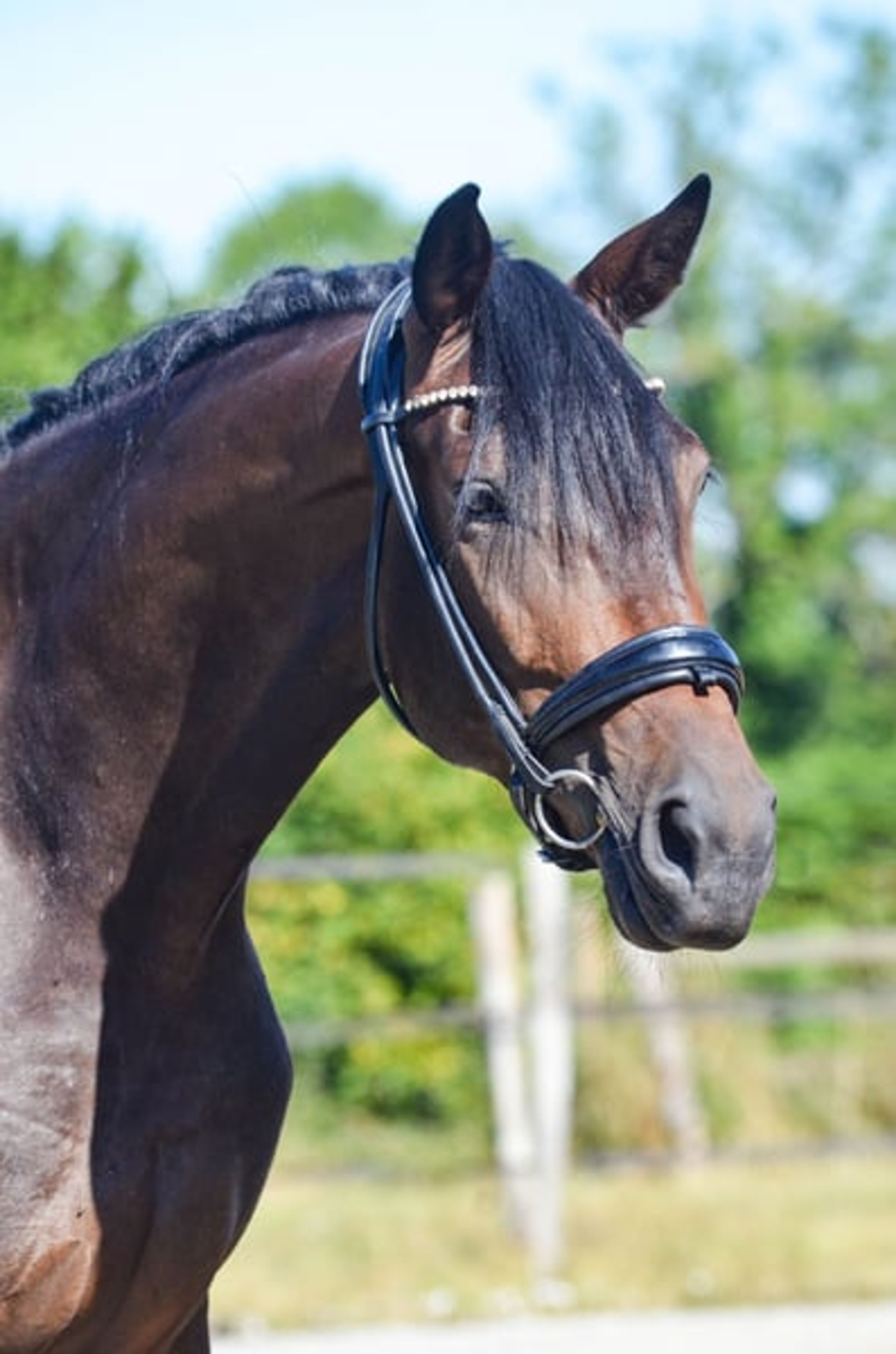 Beautiful mare with many excellent qualities. - Image 2