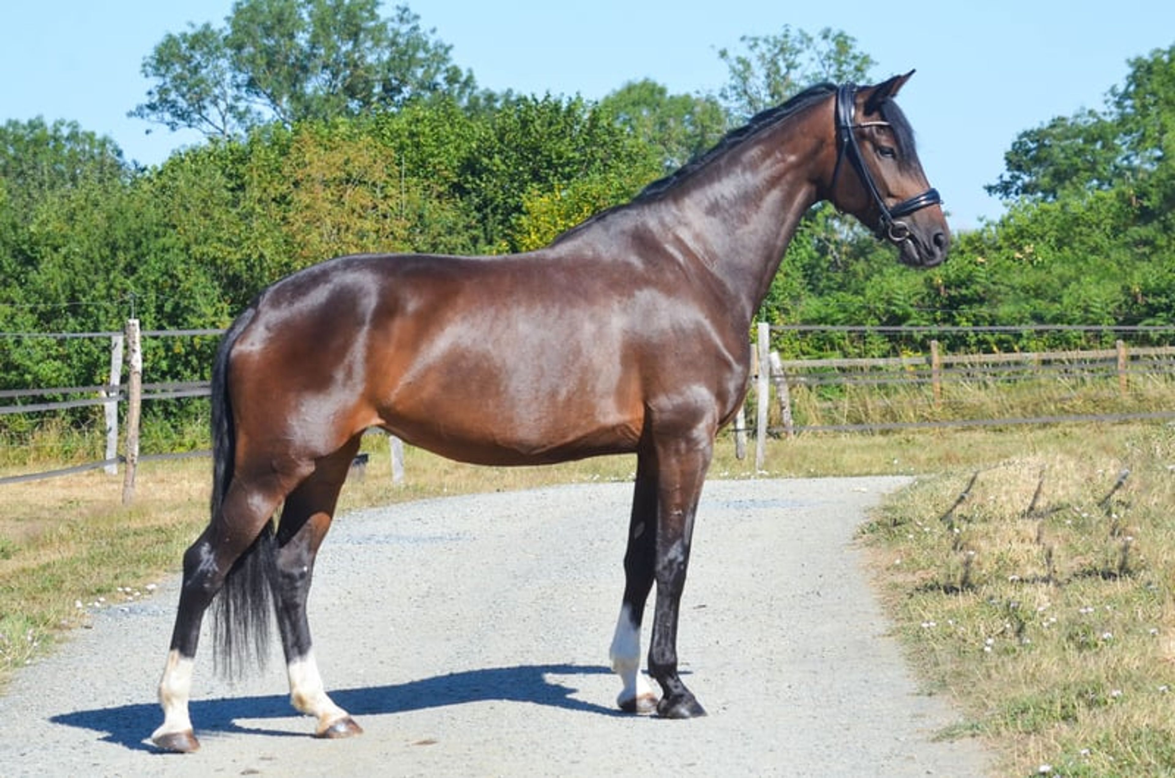 Beautiful mare with many excellent qualities. - Image 3