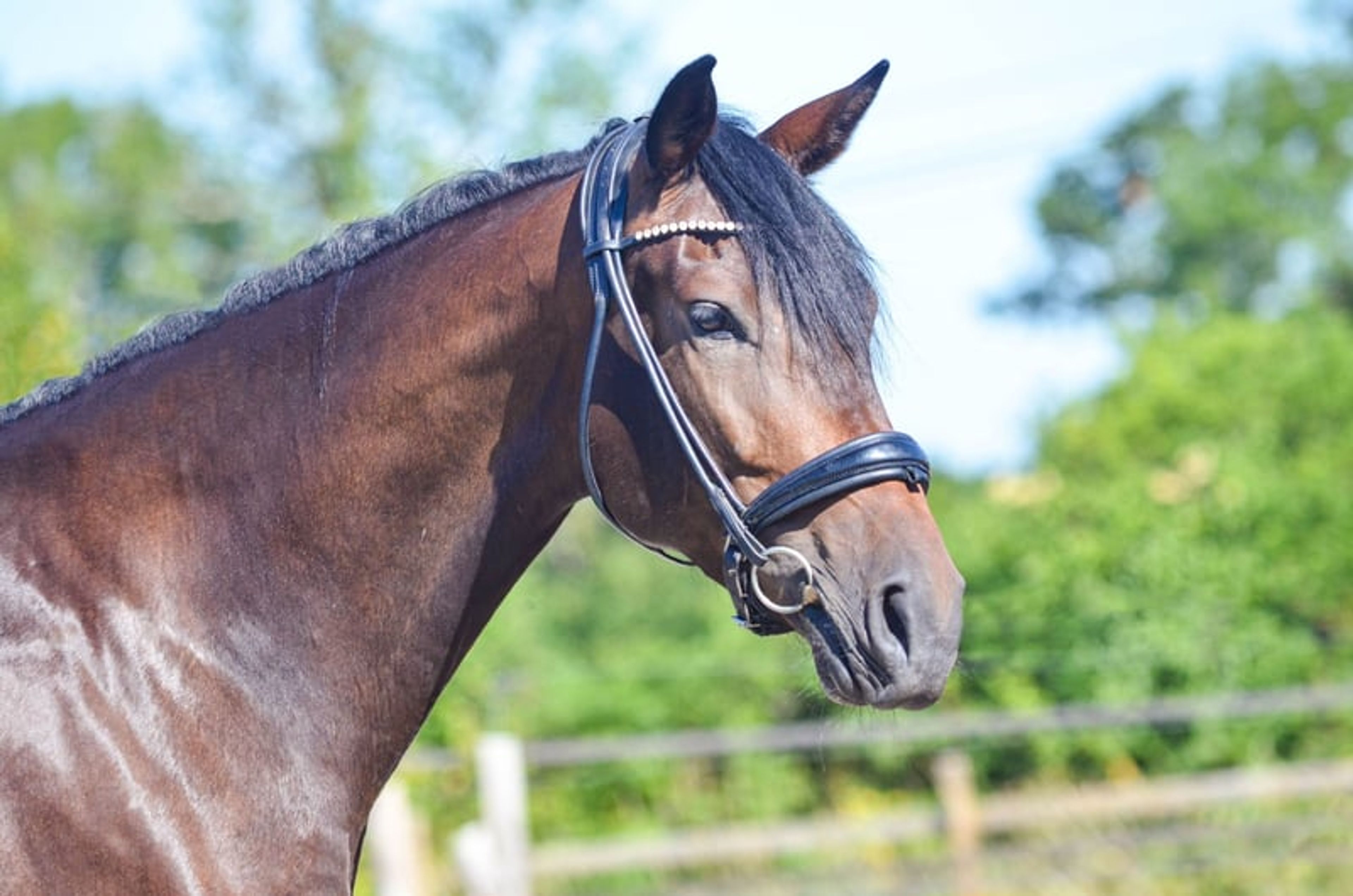 Beautiful mare with many excellent qualities. - Image 4