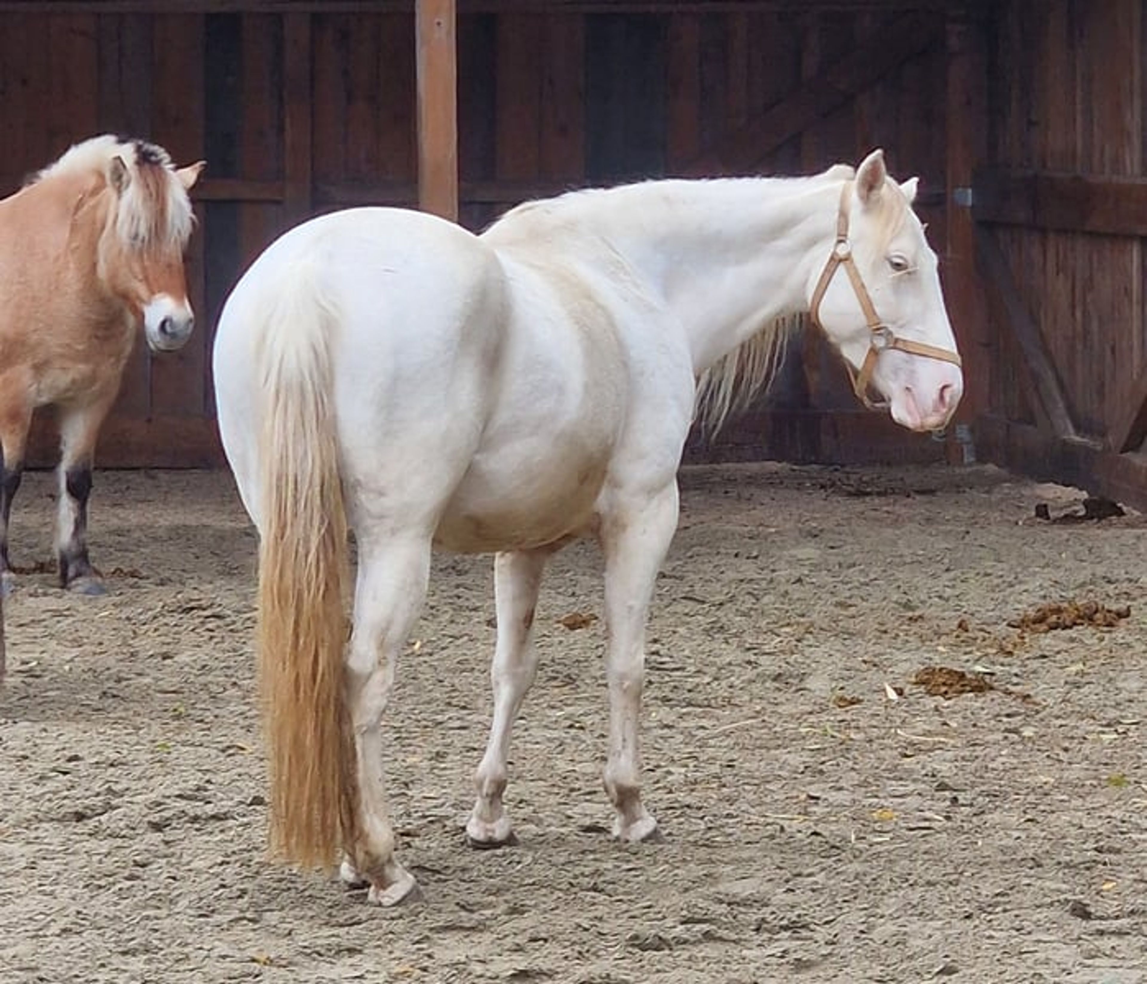 Homozygous Paint mare