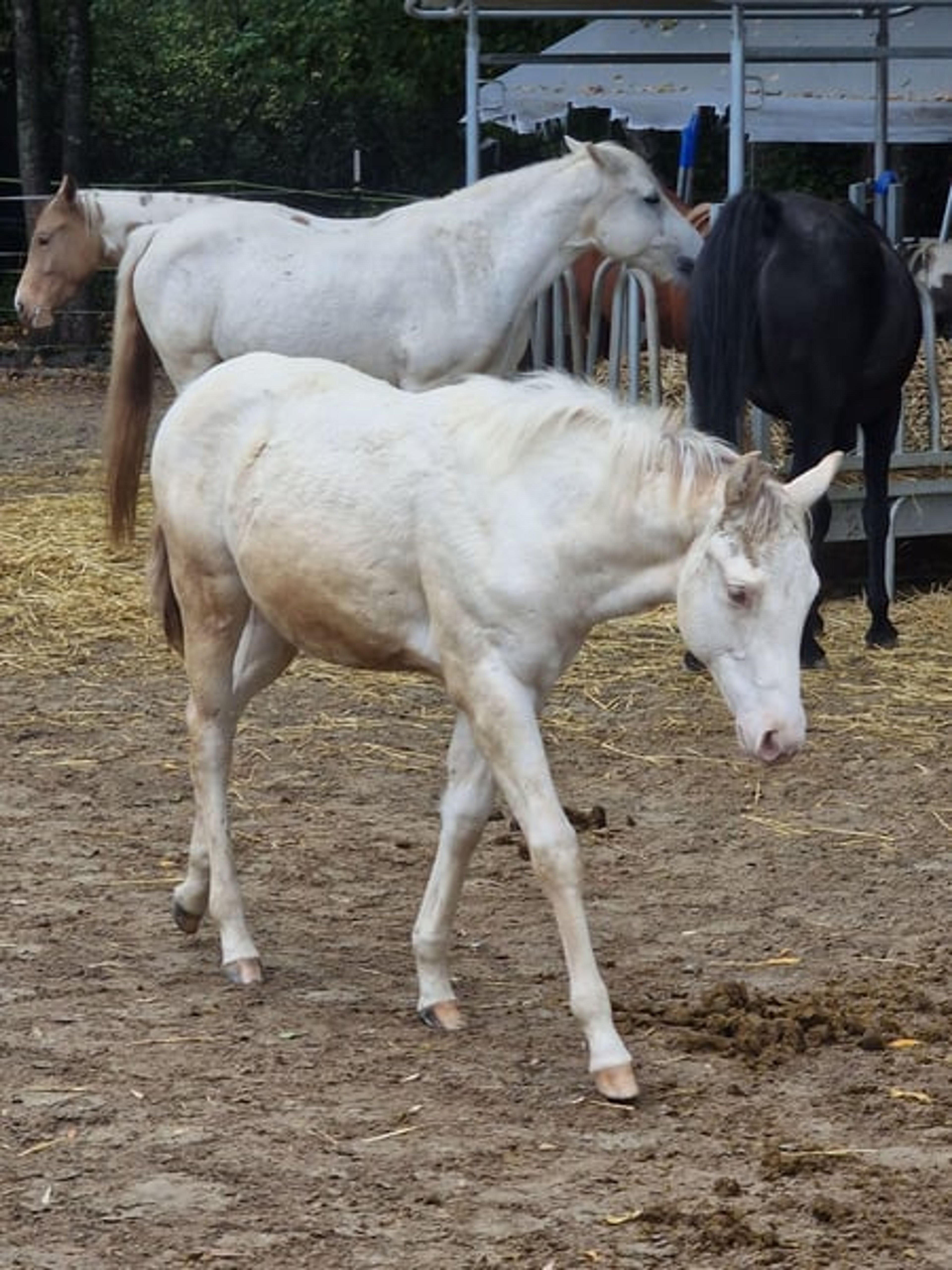 Homozygous Paint mare - Image 2