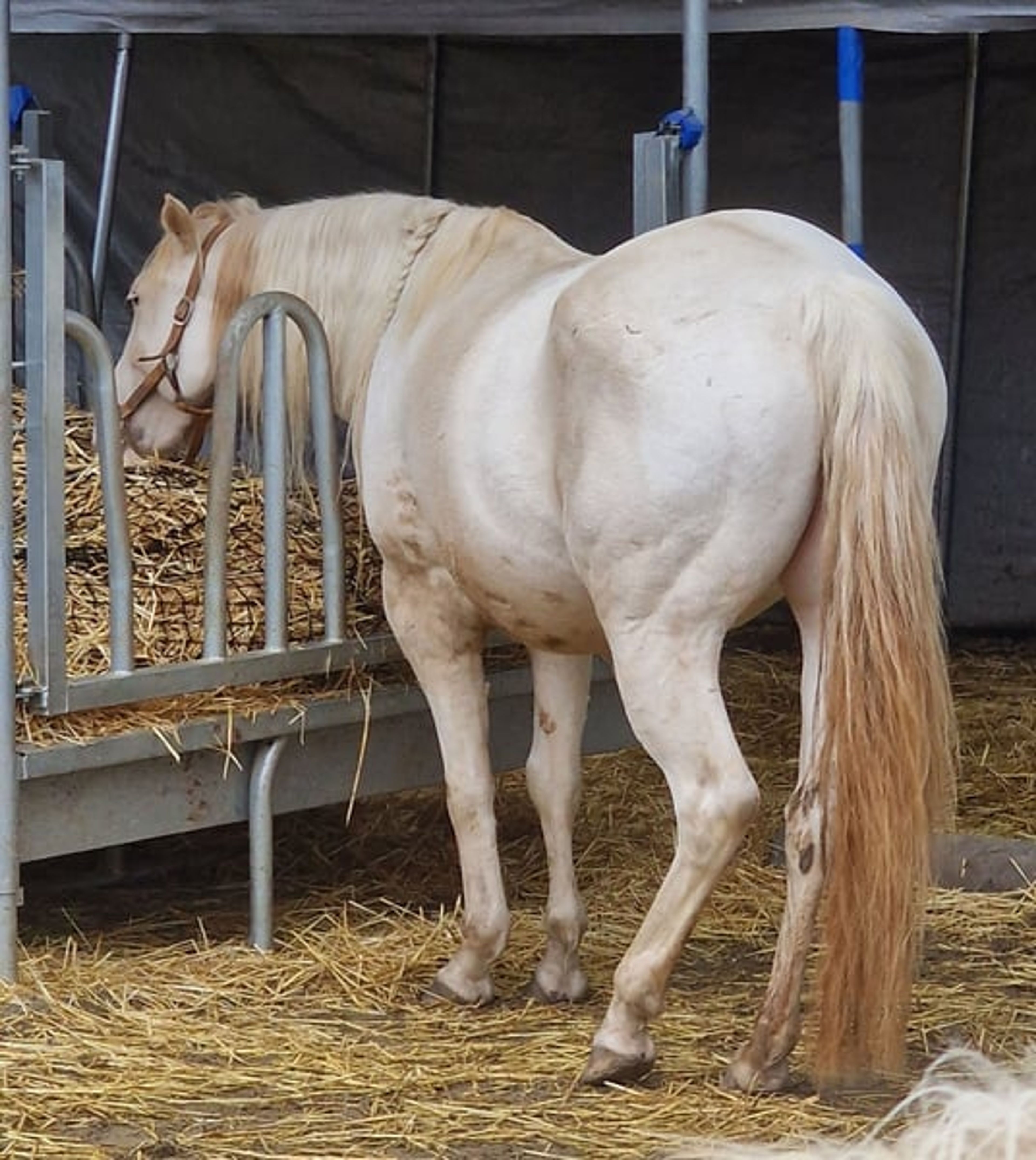 Homozygous Paint mare - Image 3