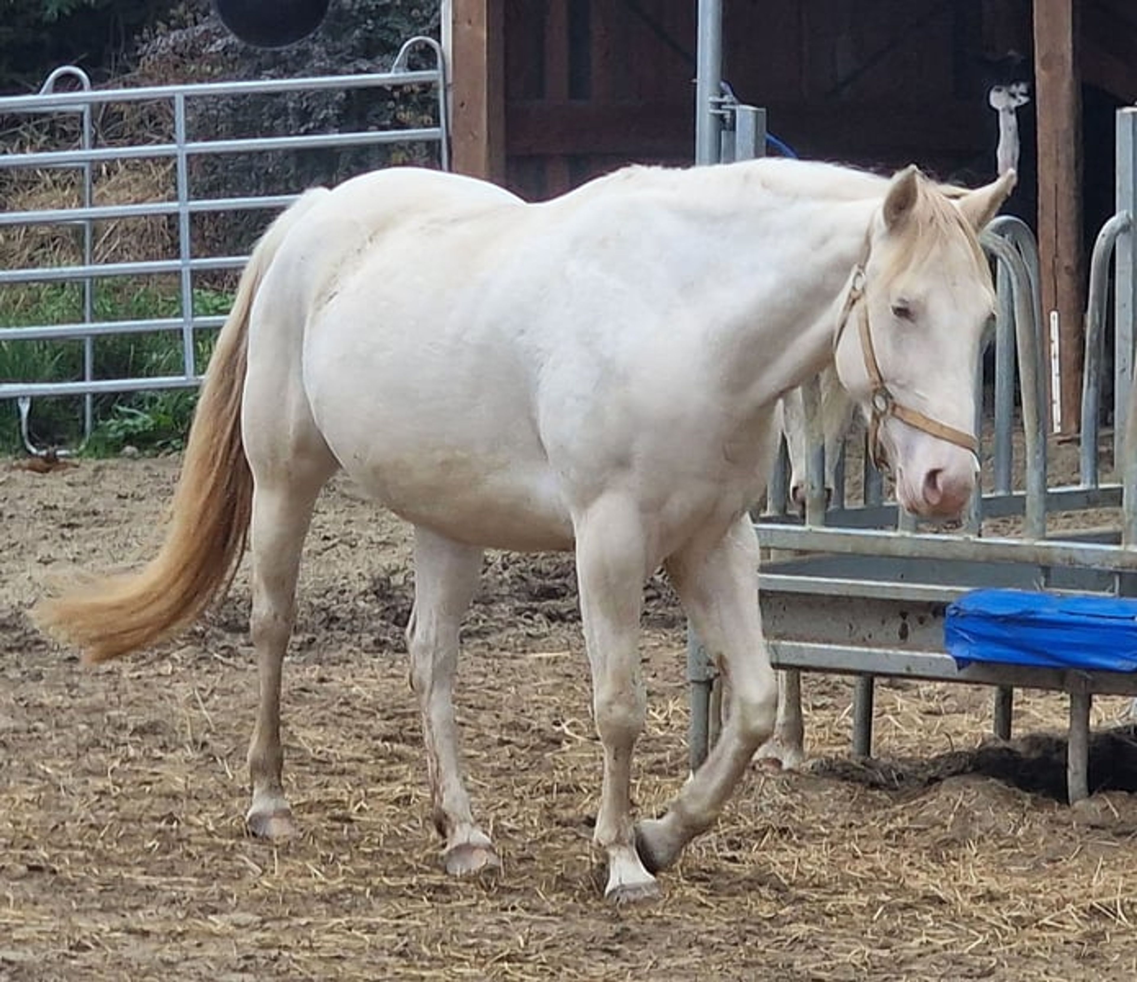 Homozygous Paint mare - Image 4