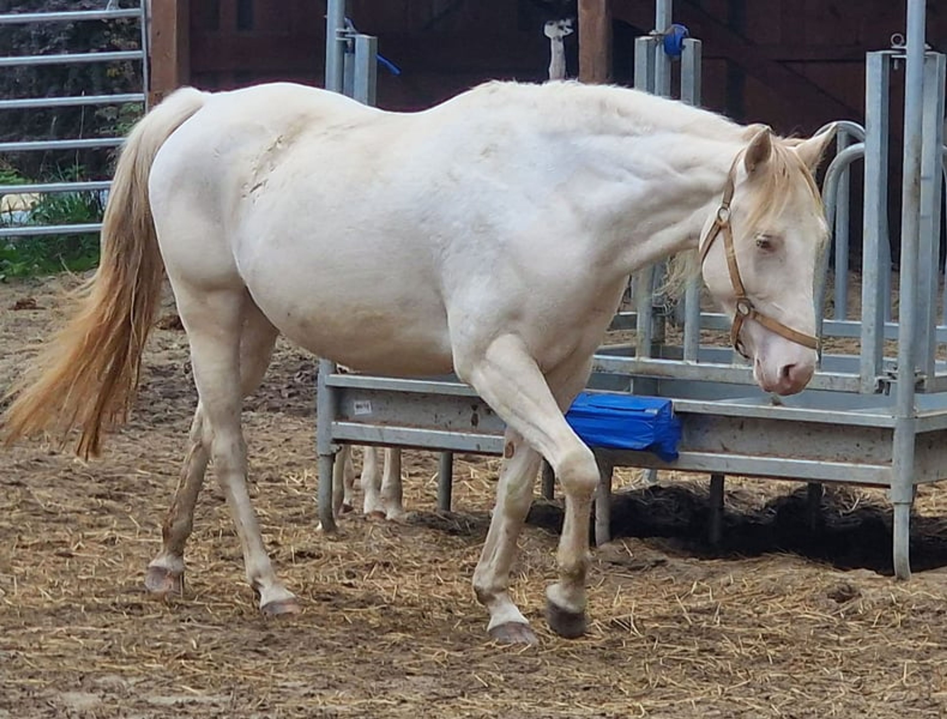 Homozygous Paint mare - Image 5
