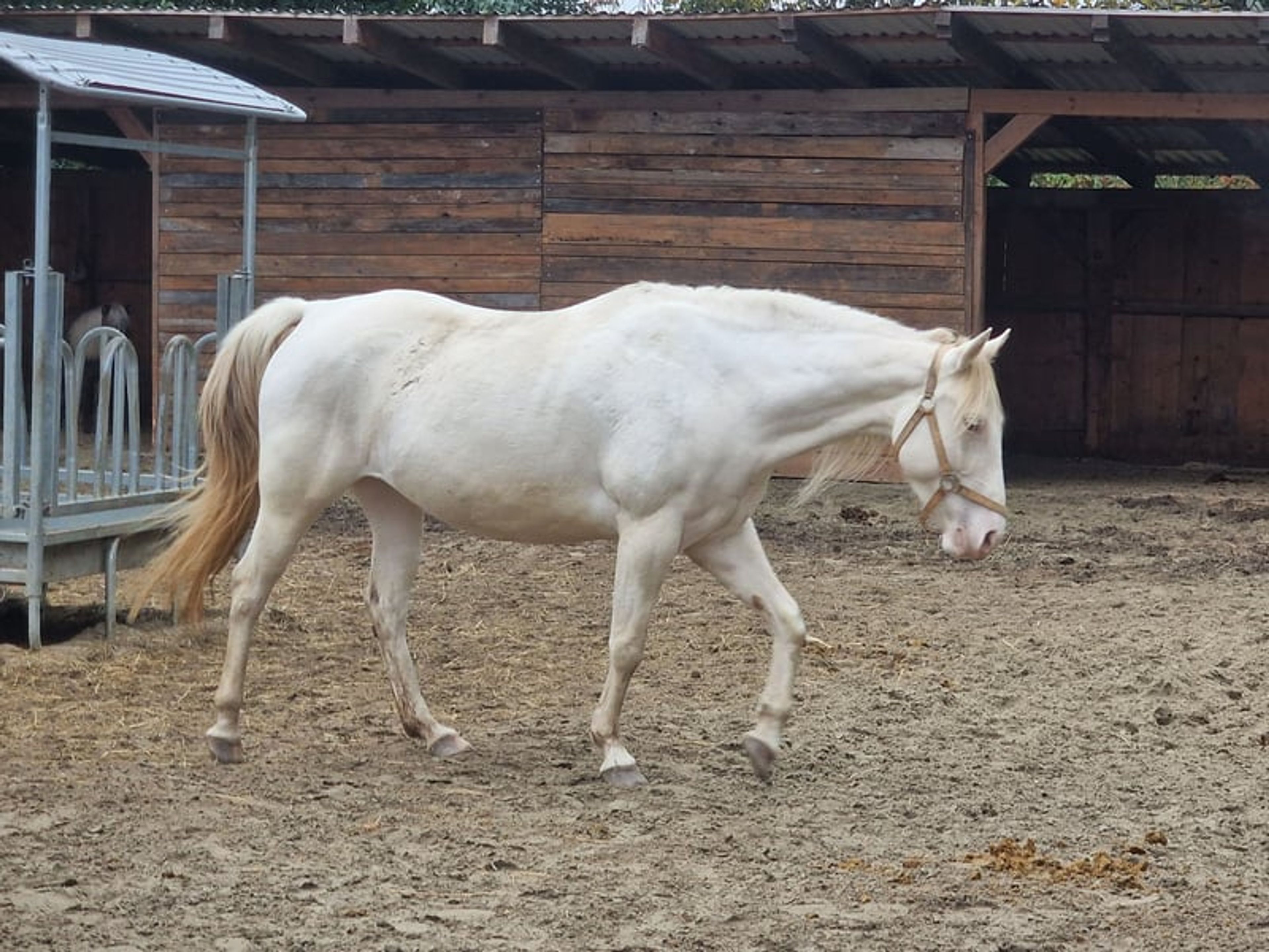 Homozygous Paint mare - Image 6