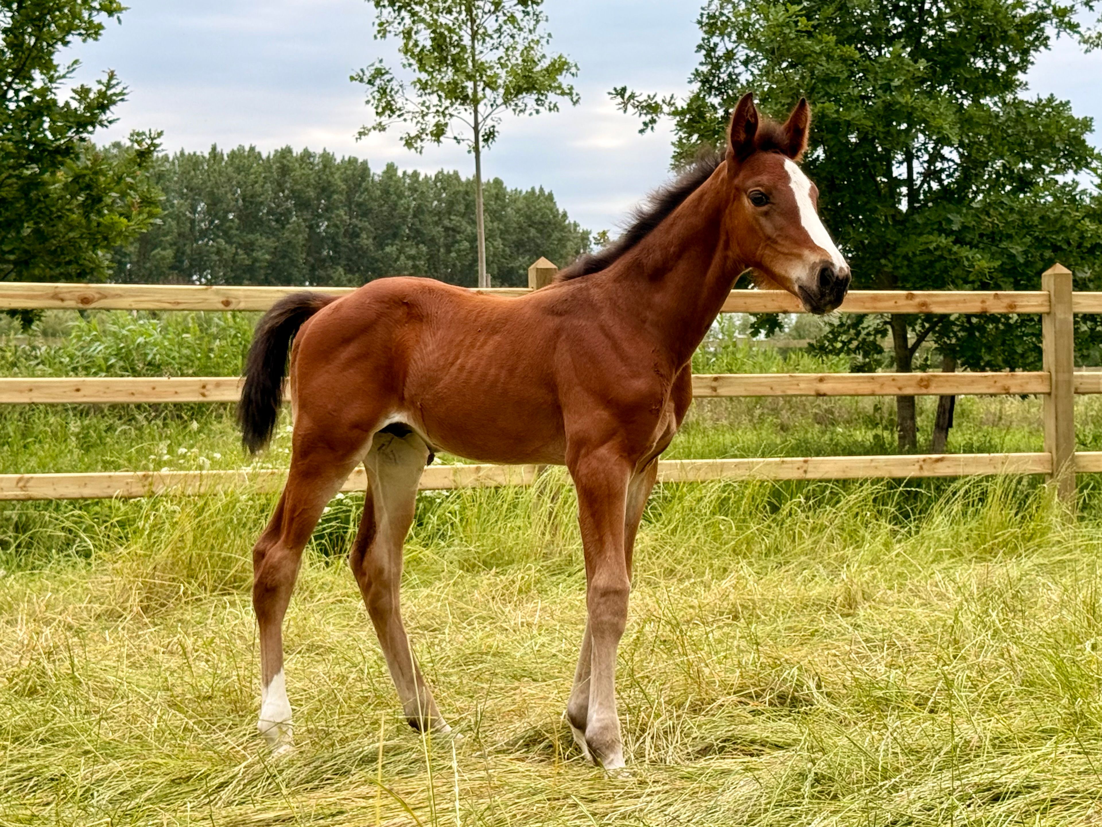Dantomas de Venti (FANTOMAS DE MUZE x QUERLYBET HERO) - Image 1