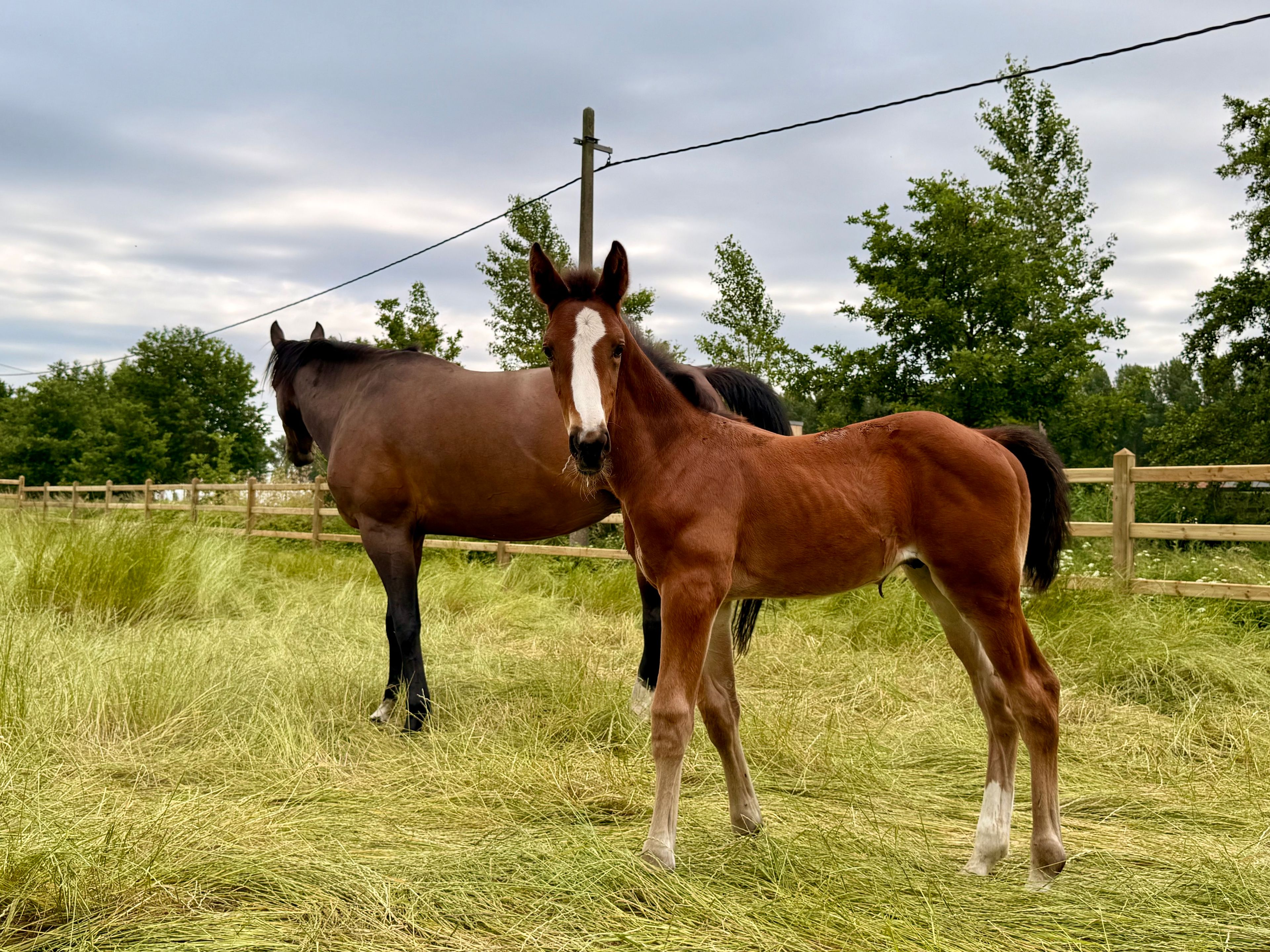 Dantomas de Venti (FANTOMAS DE MUZE x QUERLYBET HERO) - Image 2