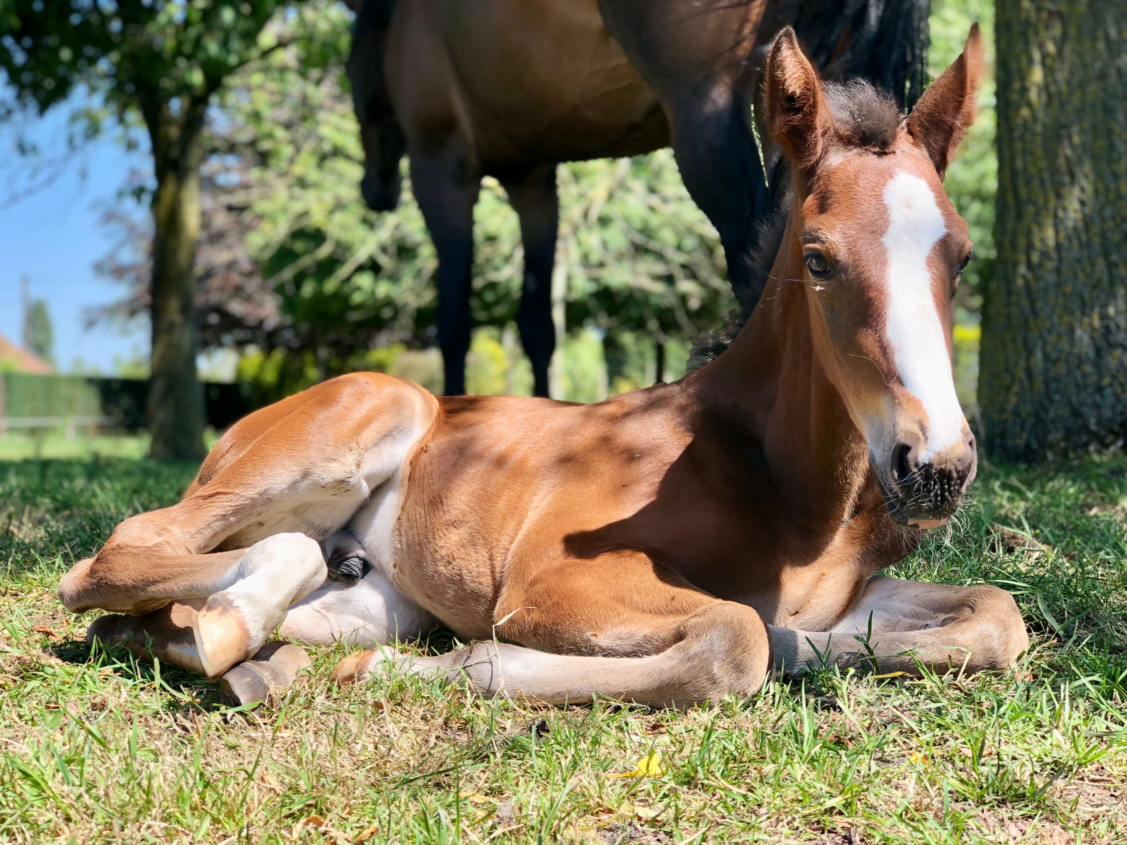 Dantomas de Venti (FANTOMAS DE MUZE x QUERLYBET HERO) - Image 3