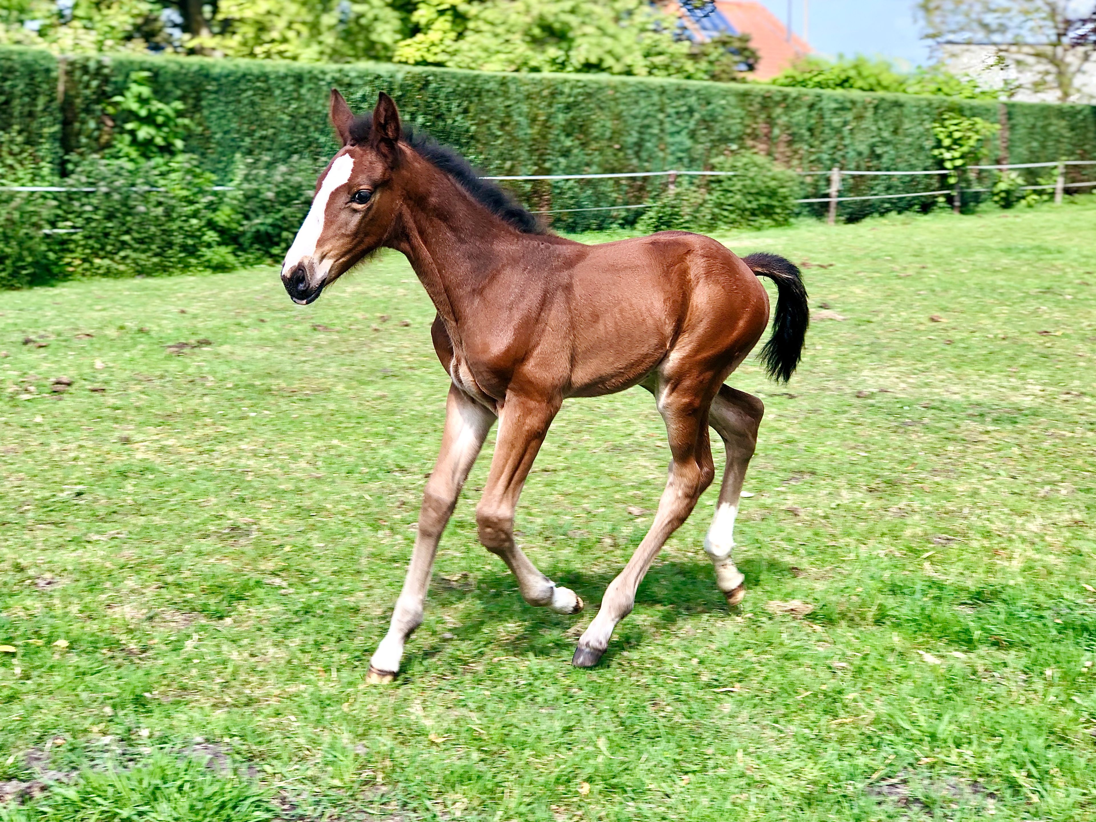 Dantomas de Venti (FANTOMAS DE MUZE x QUERLYBET HERO) - Image 5