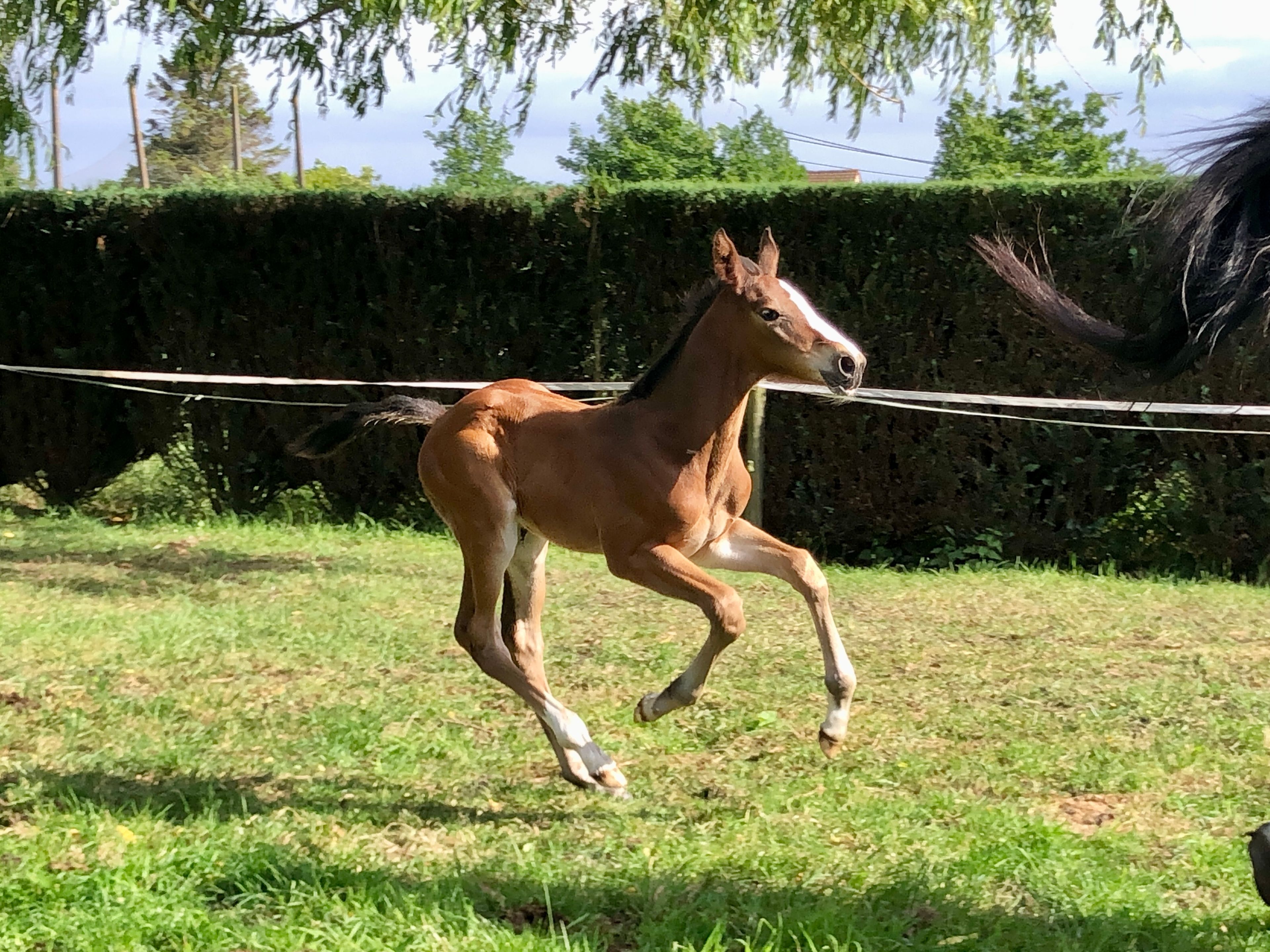 Dantomas de Venti (FANTOMAS DE MUZE x QUERLYBET HERO) - Image 6
